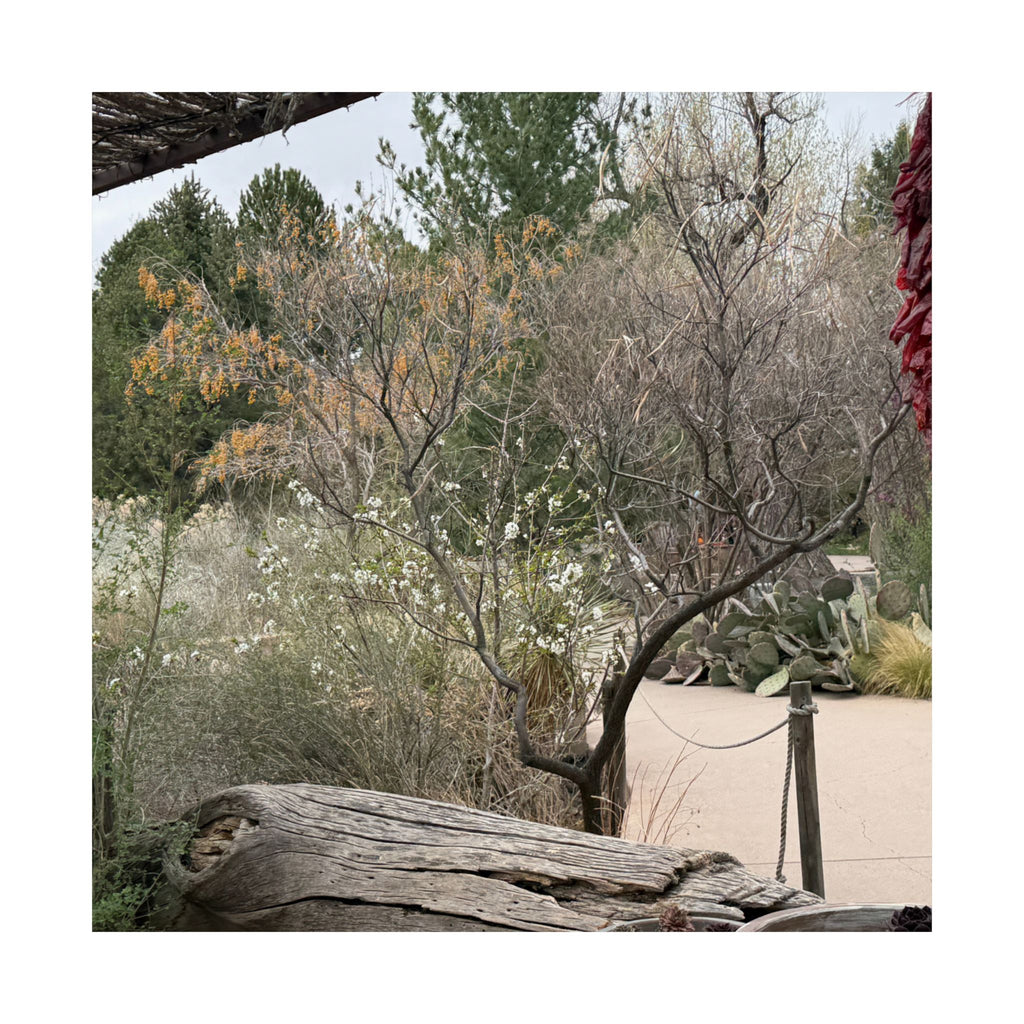 Matte Vertical Posters | Nature-Inspired Wall Art, Rustic Decor, Home Aesthetic, Gift for Nature Lovers, Bohemian Poster Prints