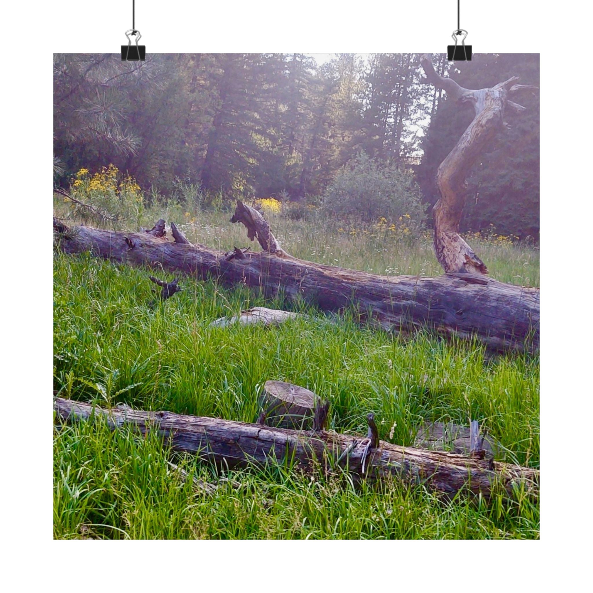 Nature-Inspired Matte Vertical Posters, Wall Art Decor, Forest Photo Prints, Home Aesthetic, Gift for Nature Lovers