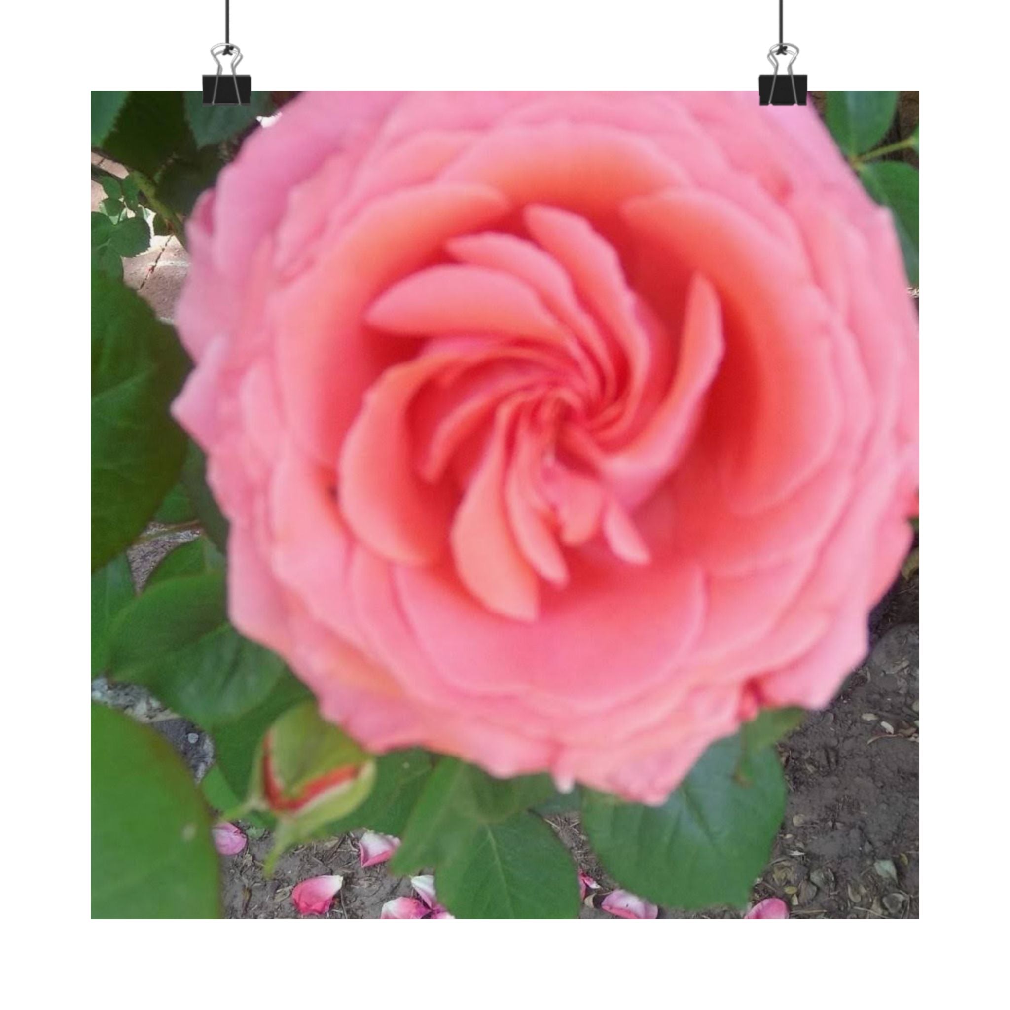 Beautiful Pink Rose Vertical Poster – Floral Wall Art, Home Decor, Gift for Her, Botanical Print, Mother's Day Decoration