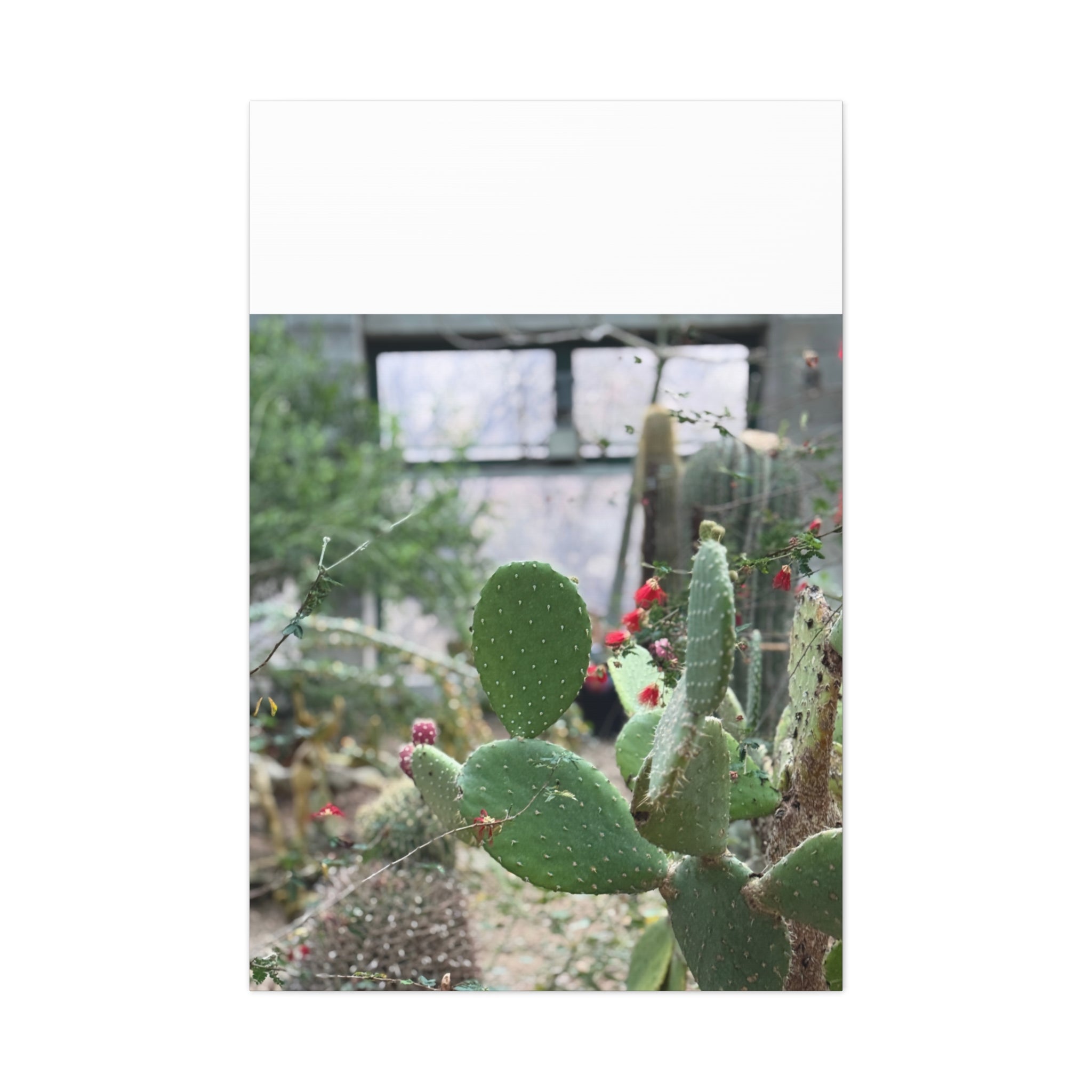 Cactus Matte Canvas Wall Art, Nature Decor, Southwestern Room Design, Green Plant Prints, Home and Office Wall Decor