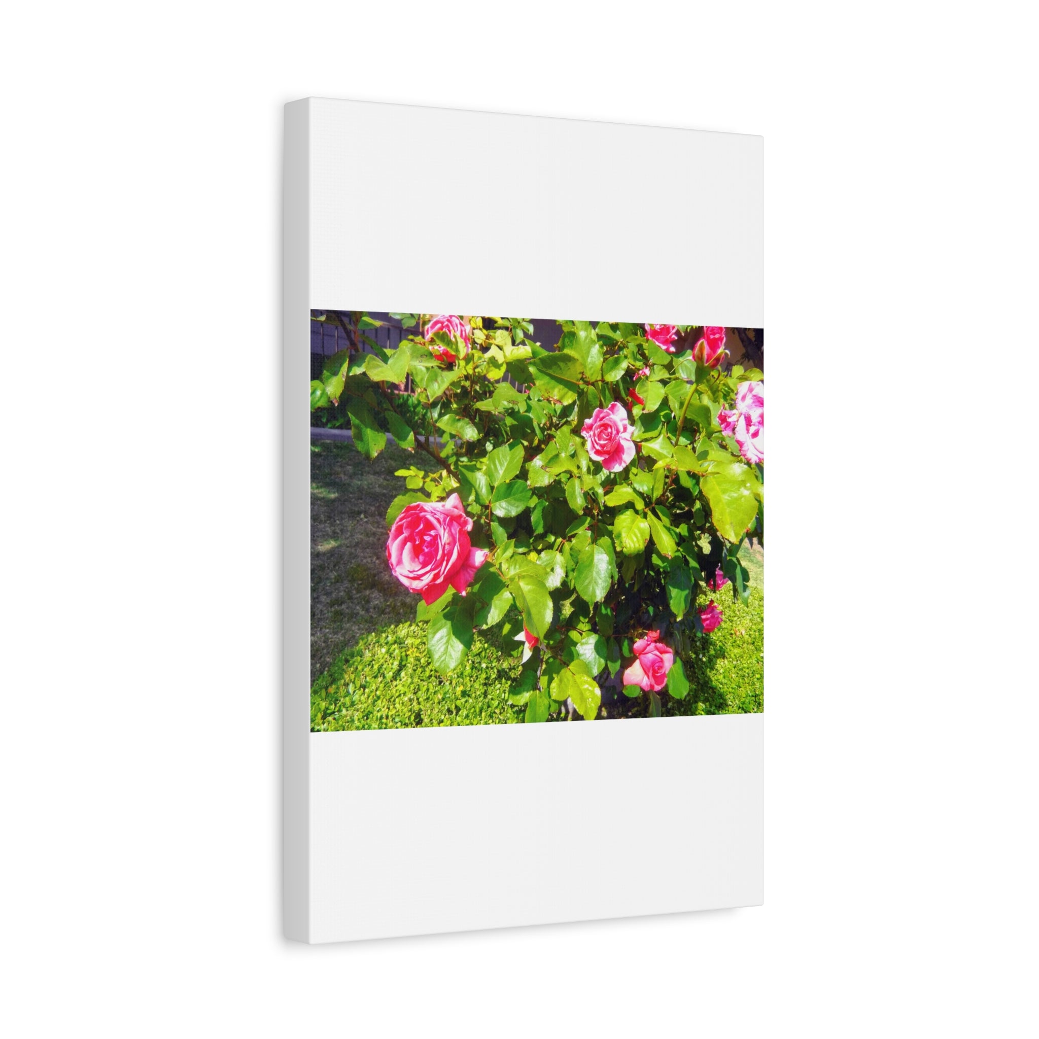 Floral Canvas Wall Art, Pink Rose Decor, Home Gallery Piece, Flower Photography, Garden Wall Decor, Floral Print