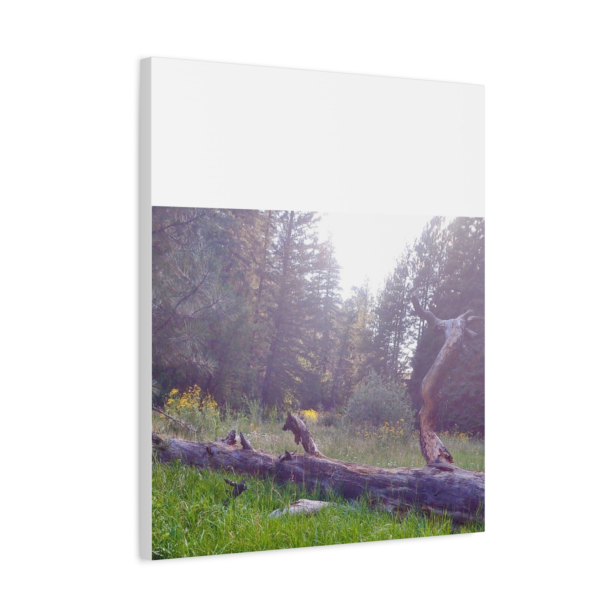 Matte Canvas Wall Art - Serene Nature Scene, Perfect for Home Decor, Gift for Nature Lovers, Office Wall Decoration, Rustic Art Print