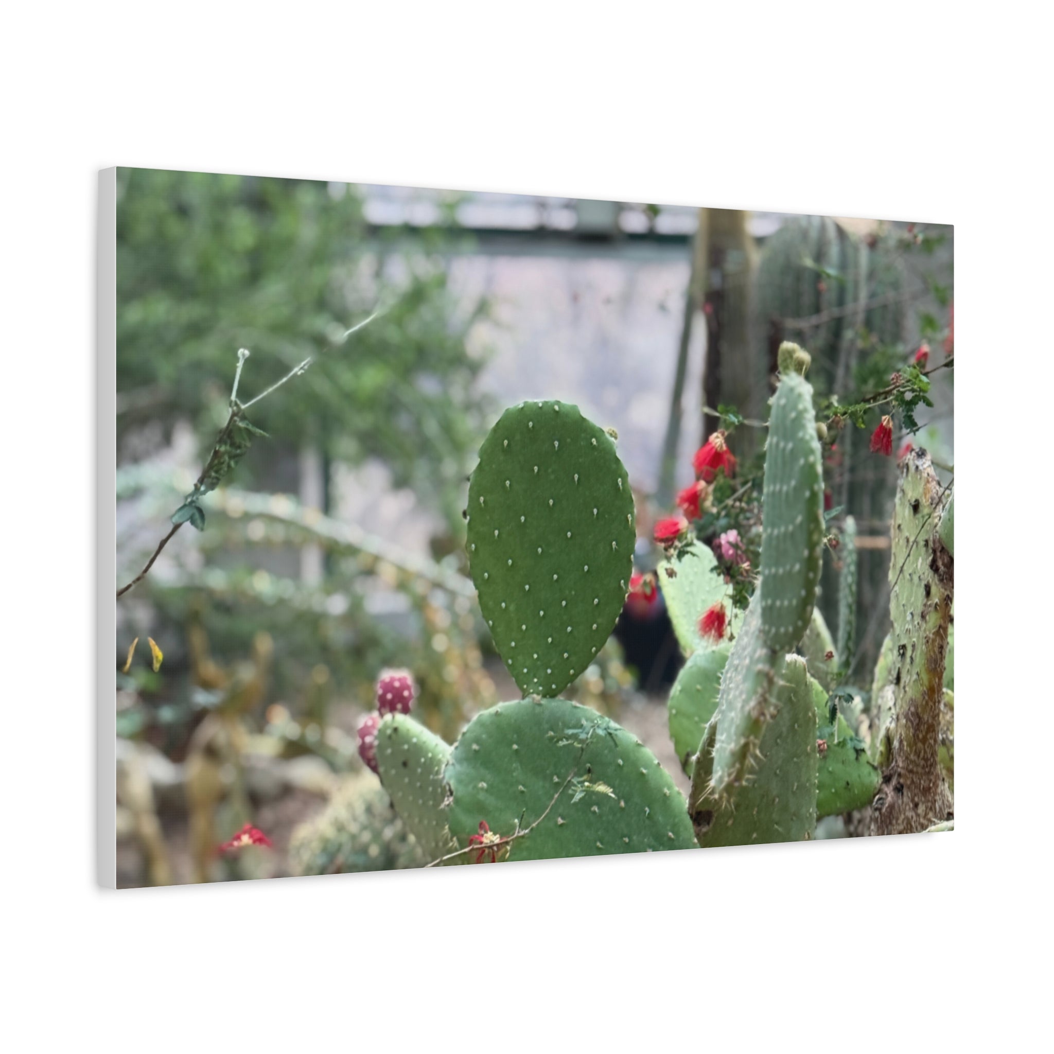 Cactus Matte Canvas Wall Art, Nature Decor, Southwestern Room Design, Green Plant Prints, Home and Office Wall Decor