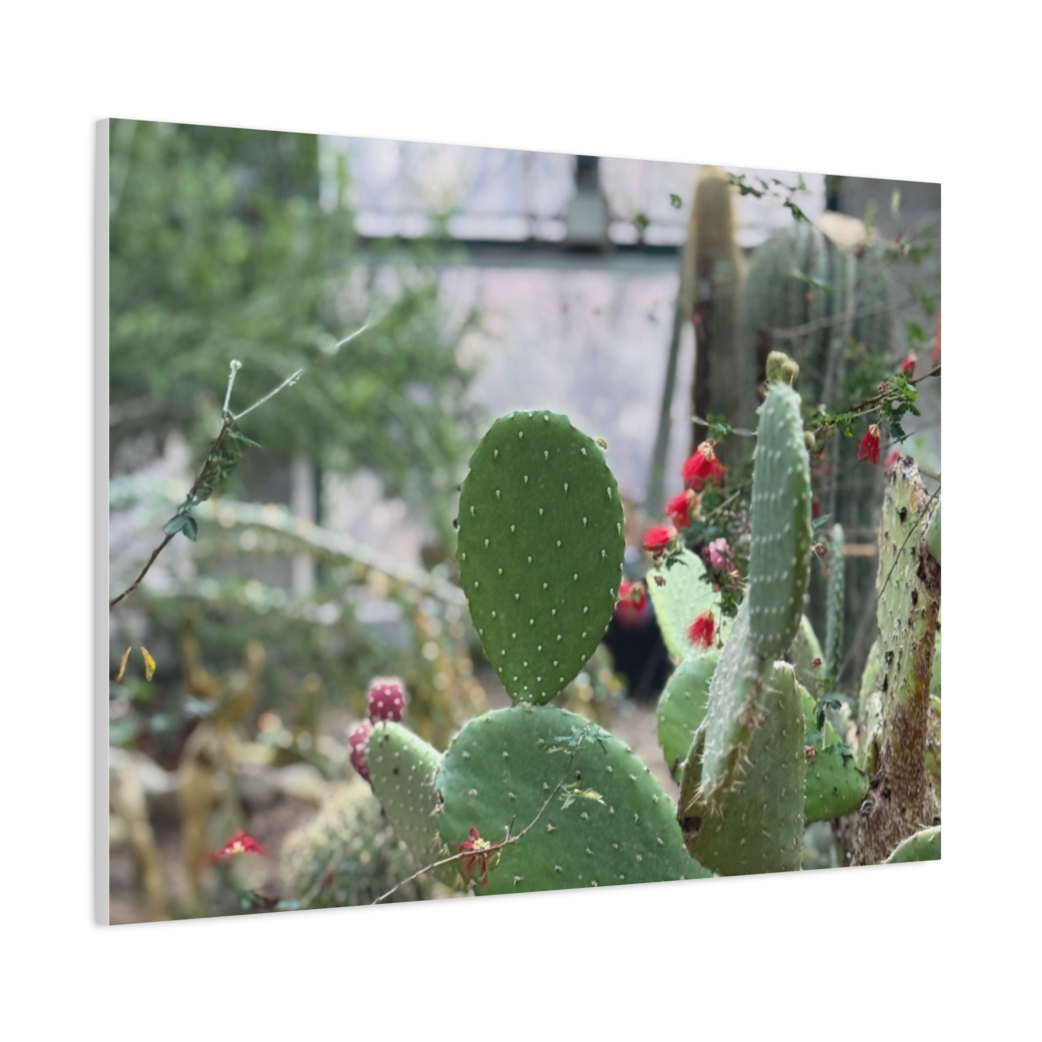 Cactus Matte Canvas Wall Art, Nature Decor, Southwestern Room Design, Green Plant Prints, Home and Office Wall Decor