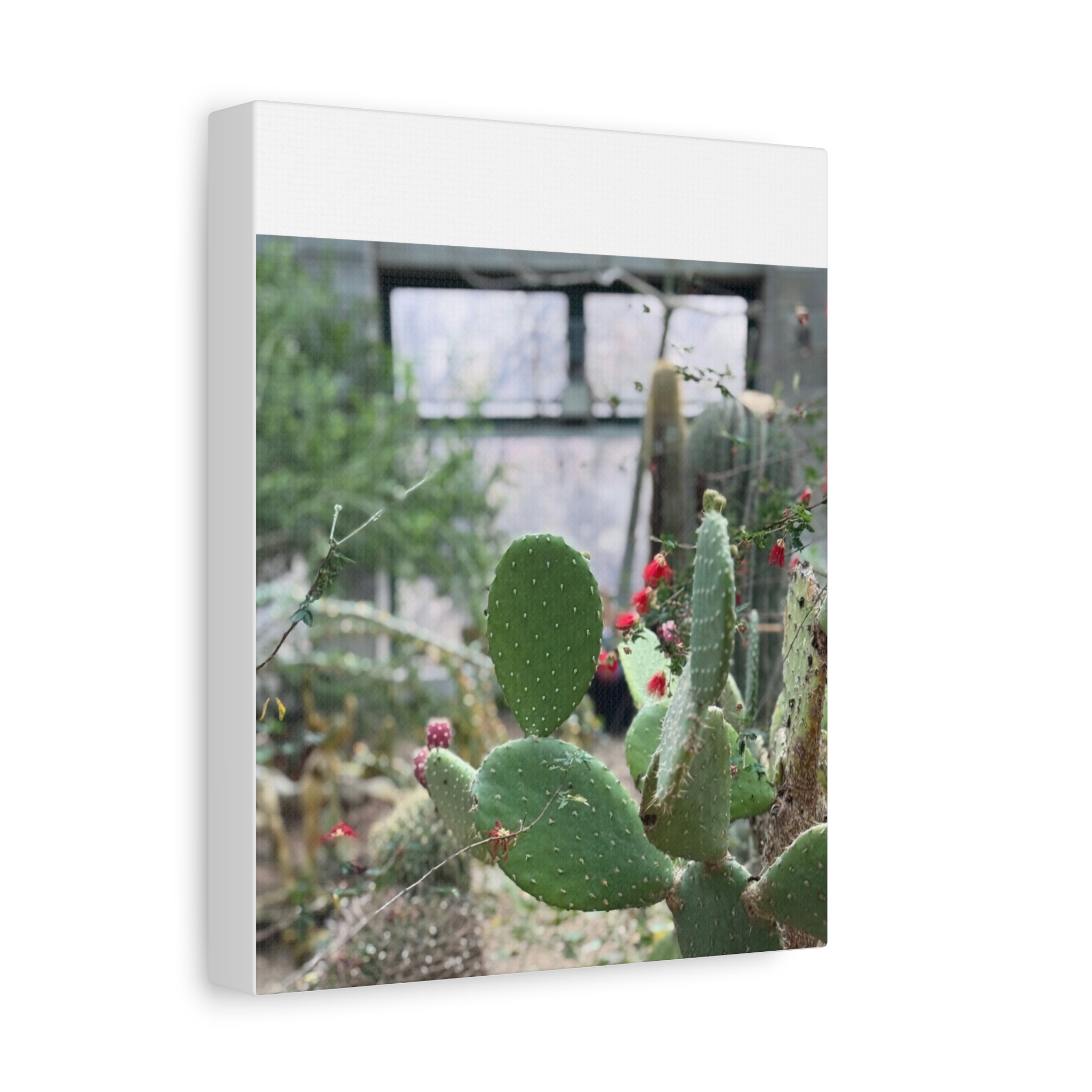 Cactus Matte Canvas Wall Art, Nature Decor, Southwestern Room Design, Green Plant Prints, Home and Office Wall Decor