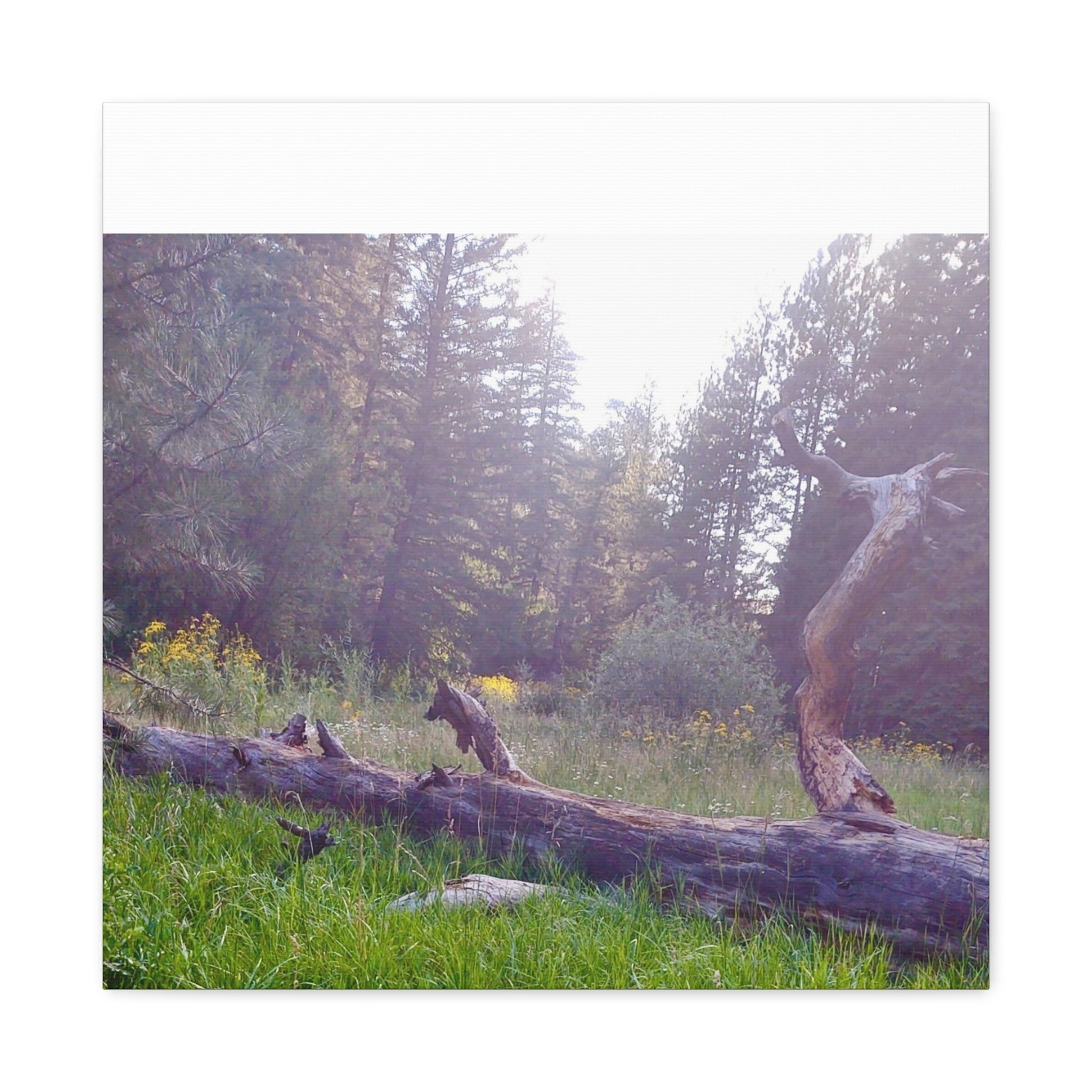 Matte Canvas Wall Art - Serene Nature Scene, Perfect for Home Decor, Gift for Nature Lovers, Office Wall Decoration, Rustic Art Print