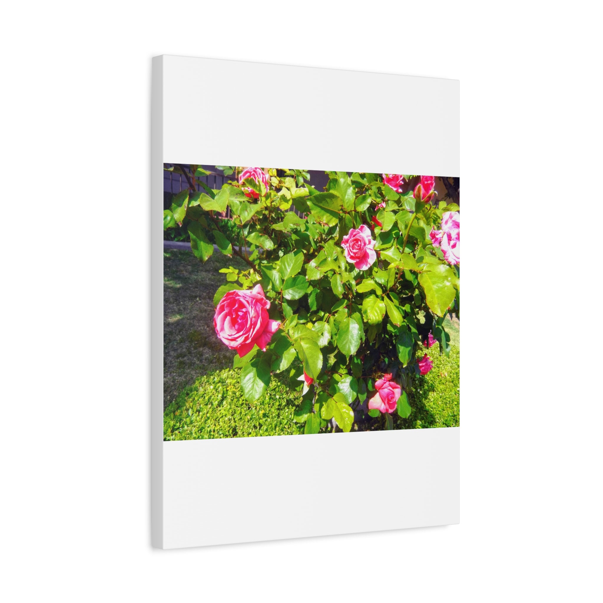 Floral Canvas Wall Art, Pink Rose Decor, Home Gallery Piece, Flower Photography, Garden Wall Decor, Floral Print