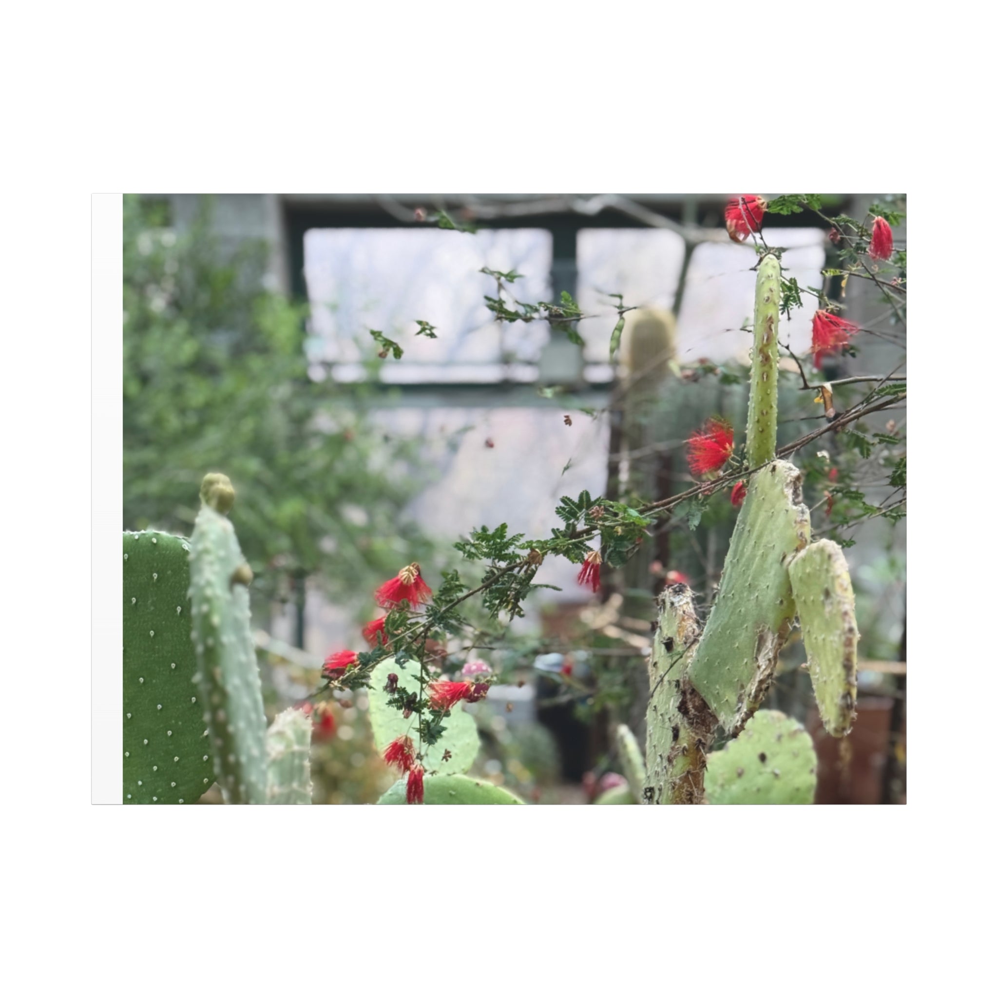 Cactus Wall Art Print, Nature Home Decor, Bohemian Style Artwork, Botanical Gift, Succulent Canvas