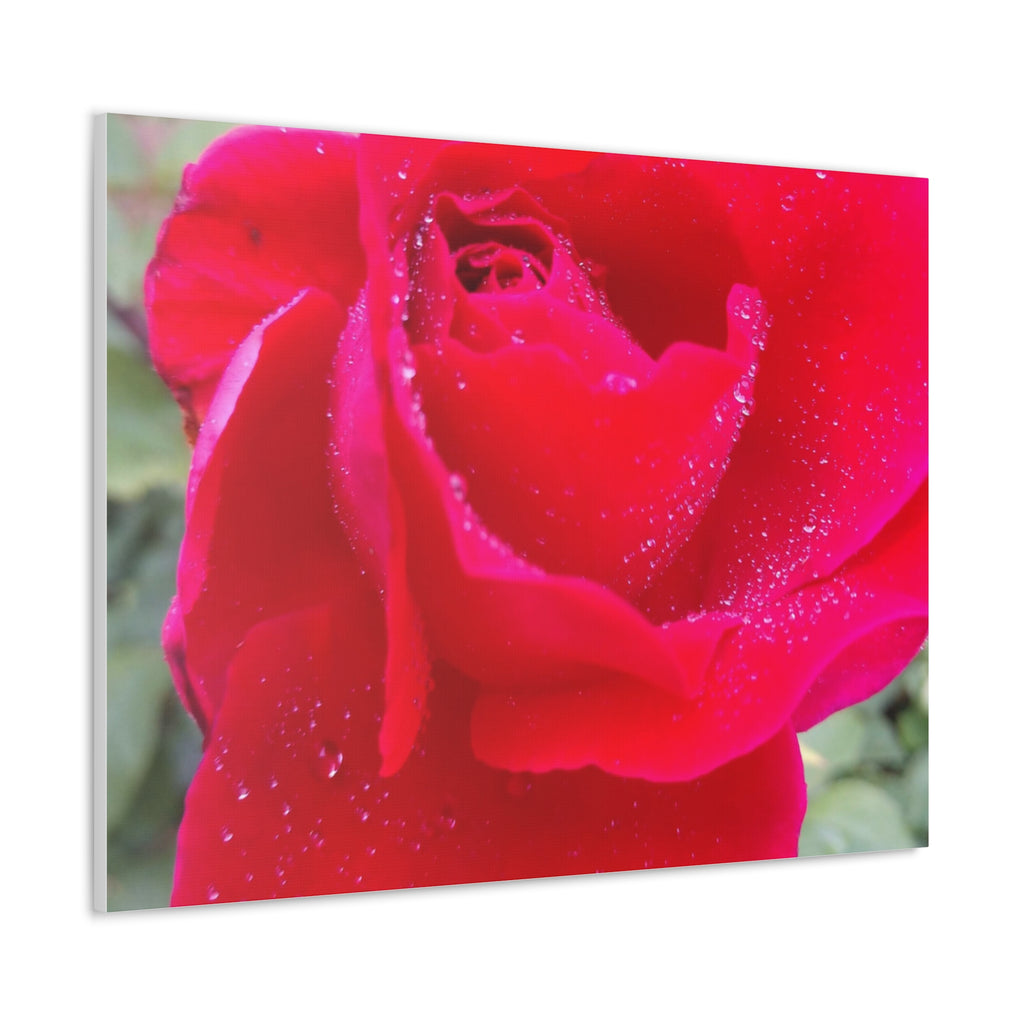 Stunning Floral Canvas Print, Home Decor, Wall Art, Gift for Flower Lovers, Red Rose Art, Mother's Day Gift