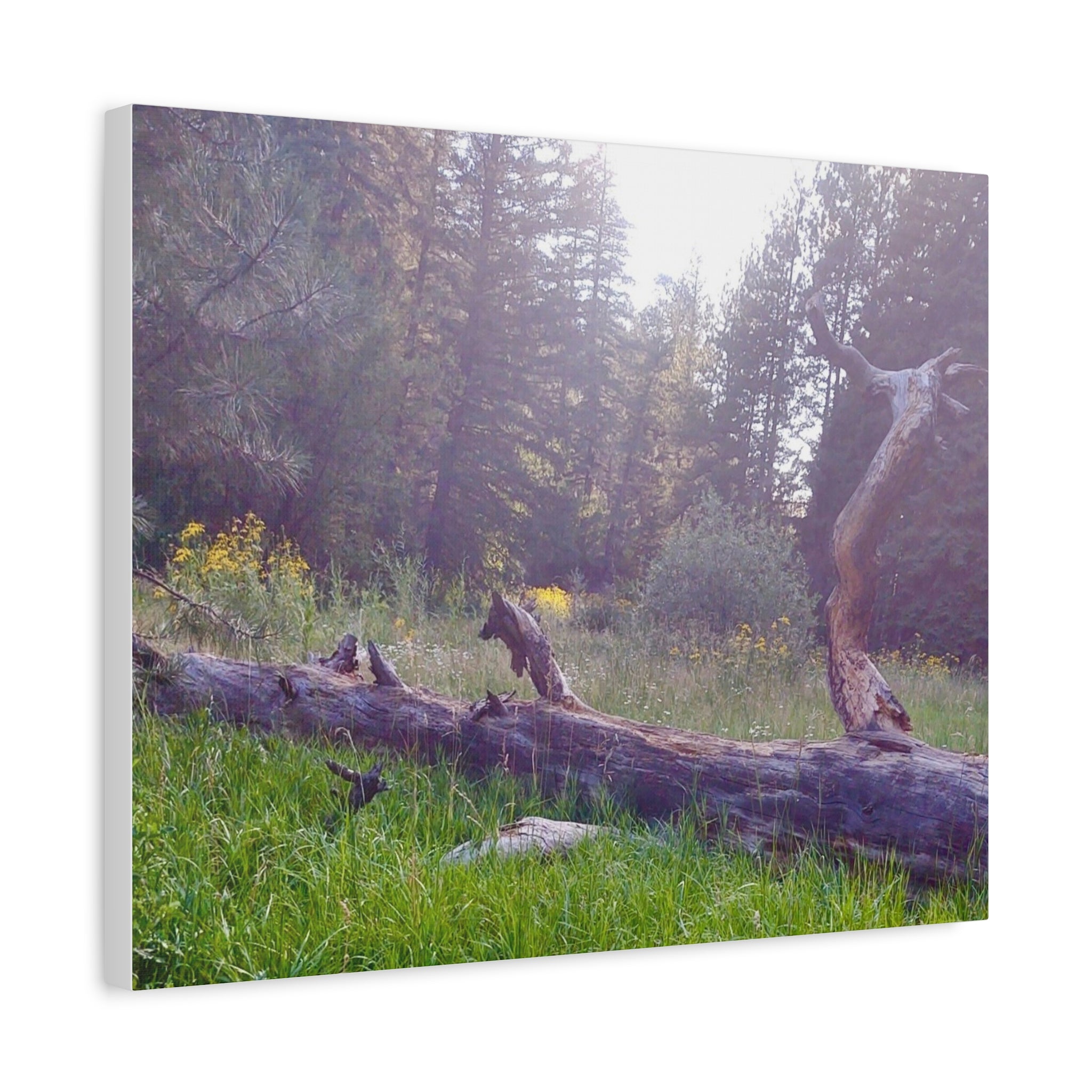 Matte Canvas Wall Art - Serene Nature Scene, Perfect for Home Decor, Gift for Nature Lovers, Office Wall Decoration, Rustic Art Print
