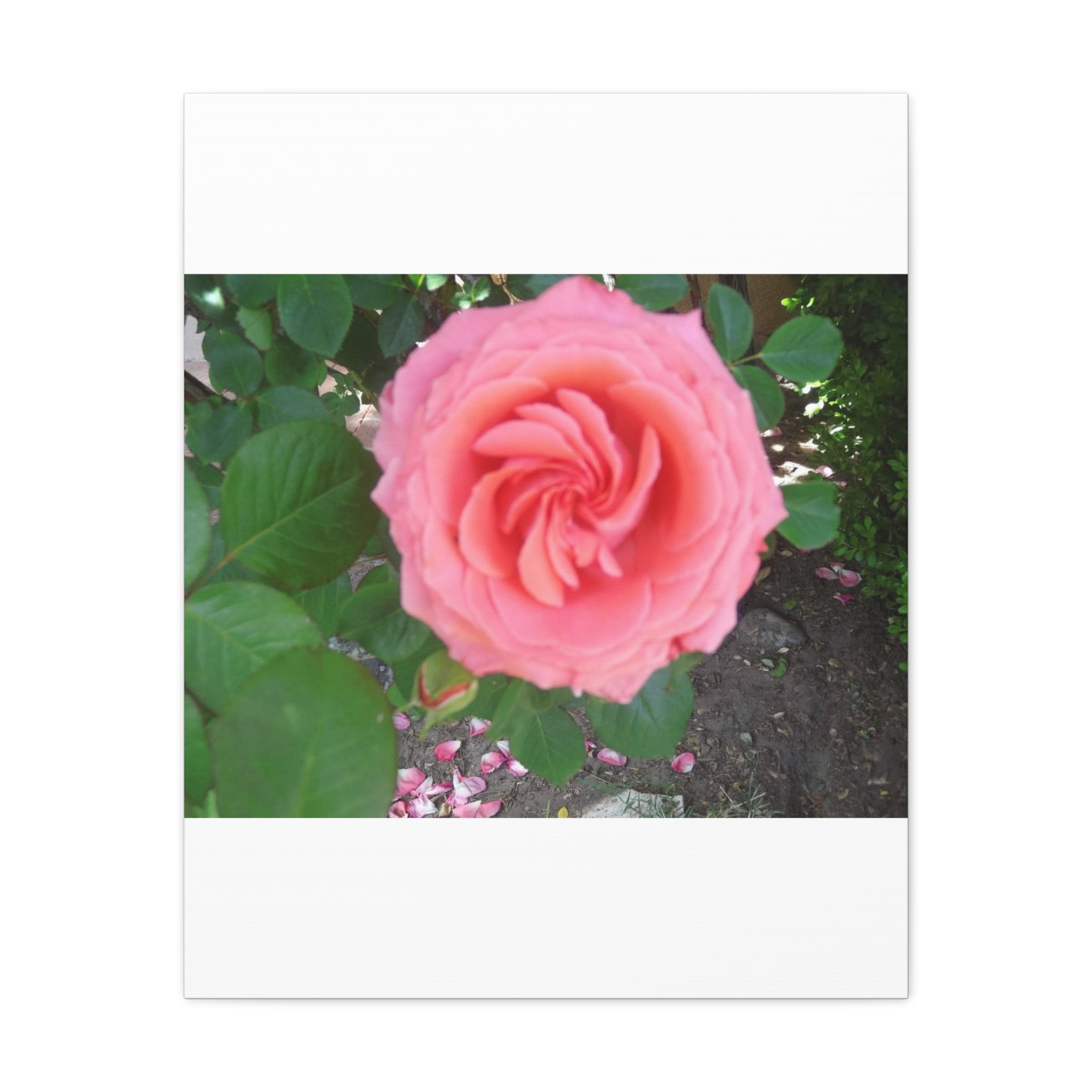 Pink Rose Canvas Wall Art, Floral Decor for Home, Perfect Gift for Nature Lovers, Elegant Wall Hanging, Mother's Day Decoration