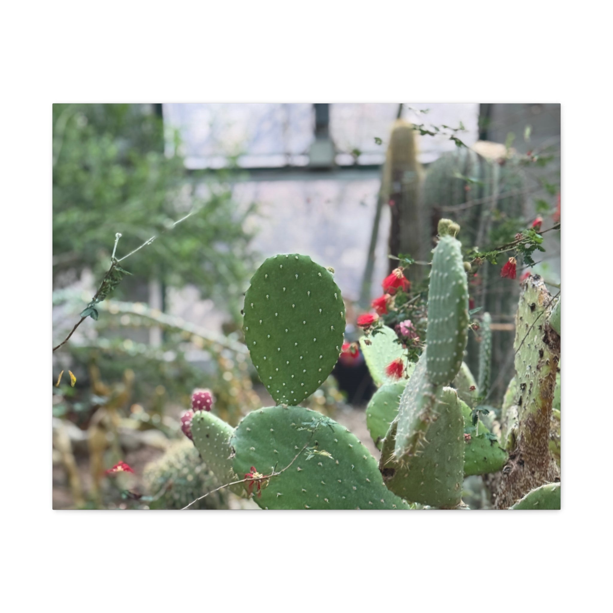 Cactus Matte Canvas Wall Art, Nature Decor, Southwestern Room Design, Green Plant Prints, Home and Office Wall Decor