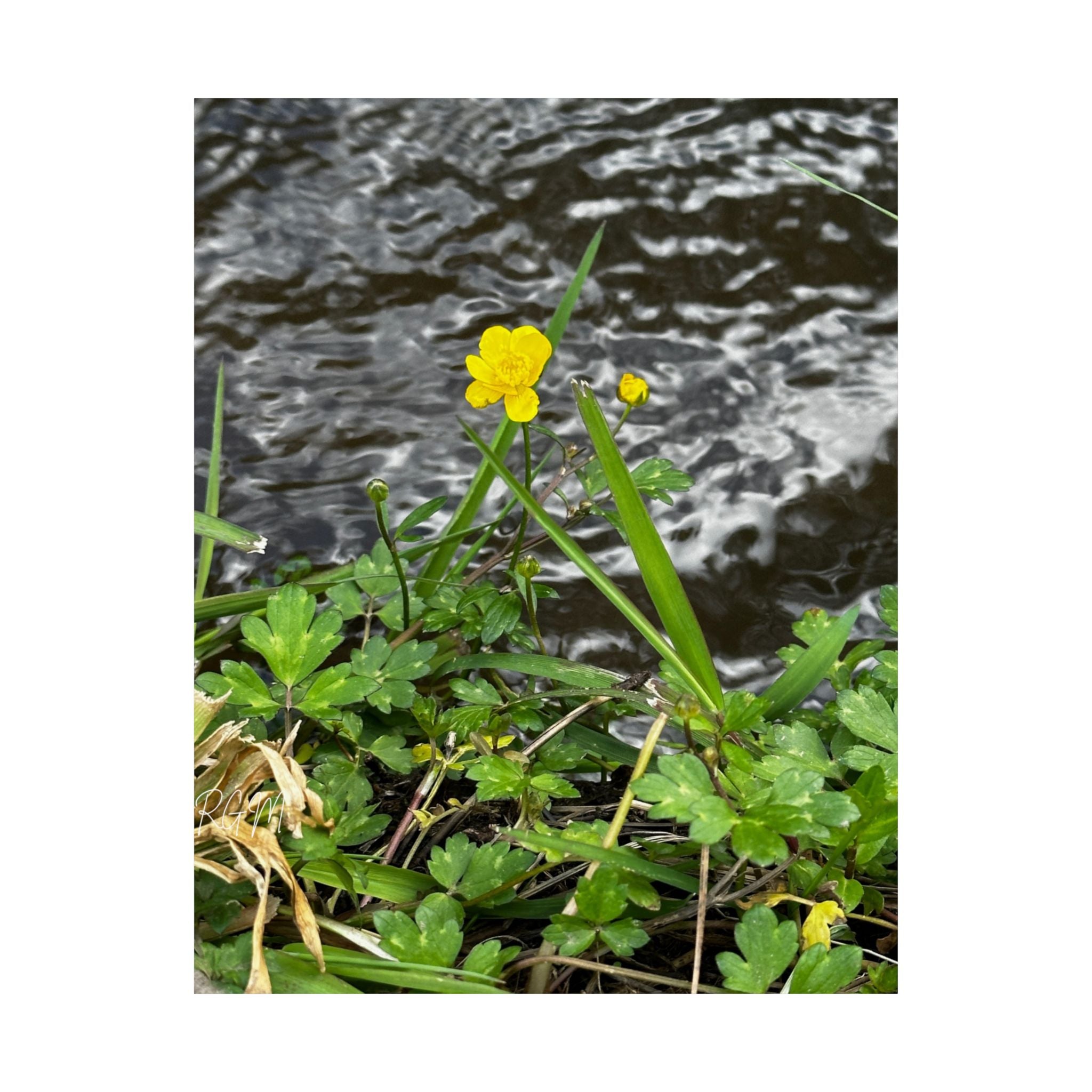 Nature-Inspired Matte Vertical Posters | Vibrant Floral Art for Home Decor, Gift for Nature Lovers, Wall Art, Eco-Friendly Decor