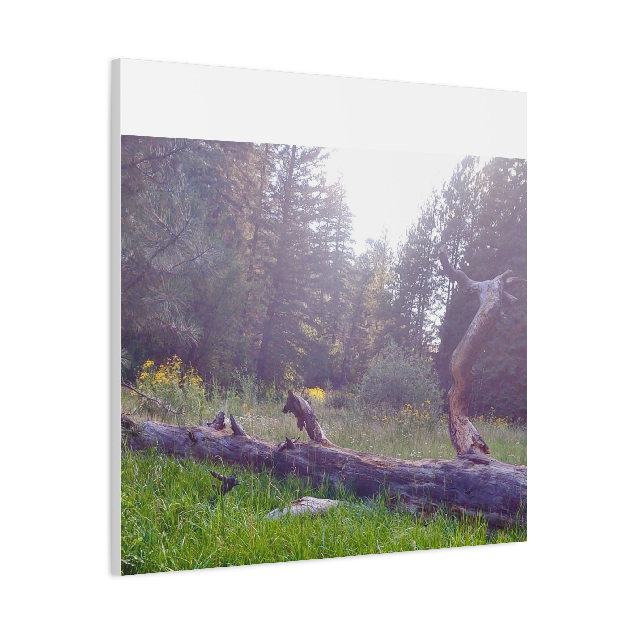 Matte Canvas Wall Art - Serene Nature Scene, Perfect for Home Decor, Gift for Nature Lovers, Office Wall Decoration, Rustic Art Print