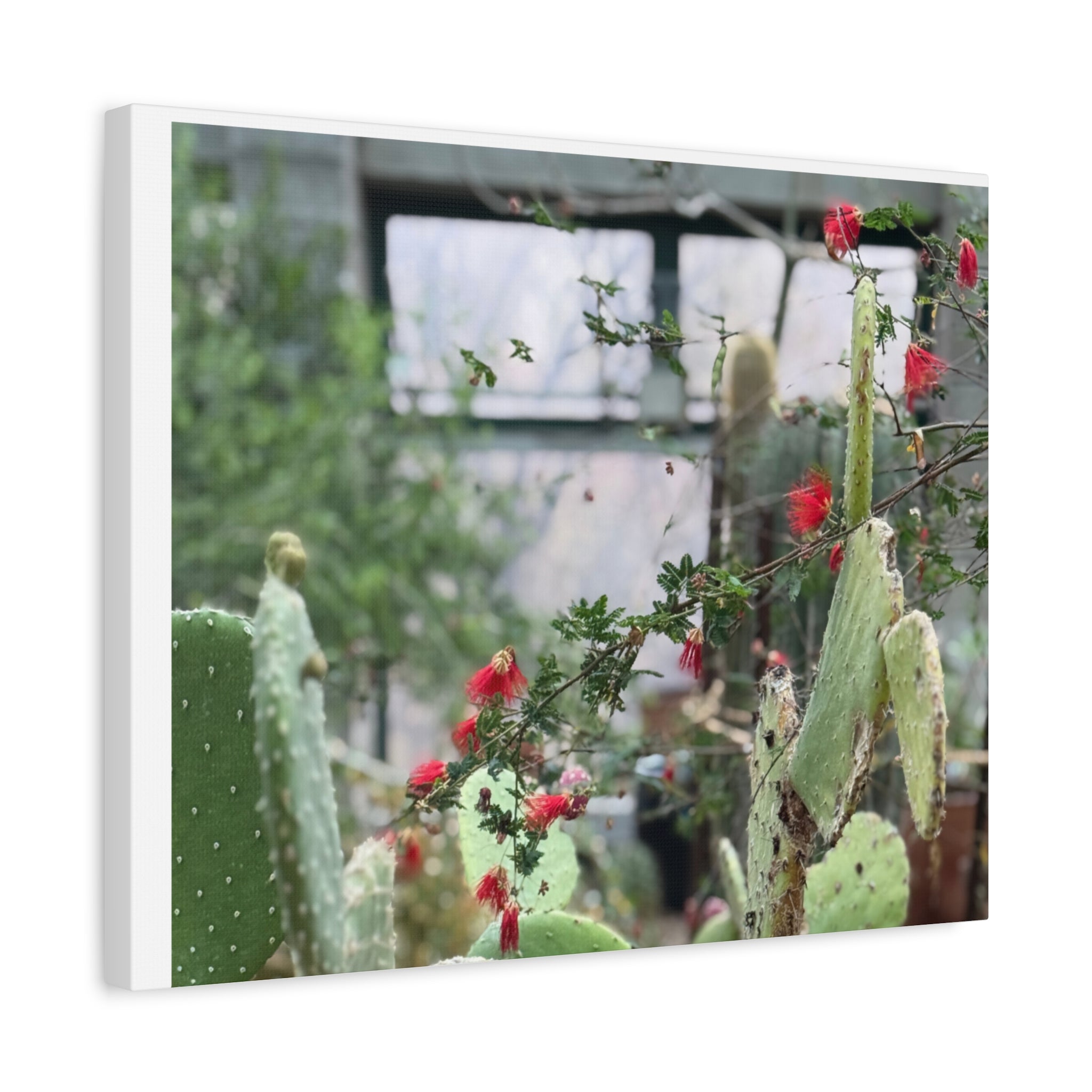 Cactus Wall Art Print, Nature Home Decor, Bohemian Style Artwork, Botanical Gift, Succulent Canvas