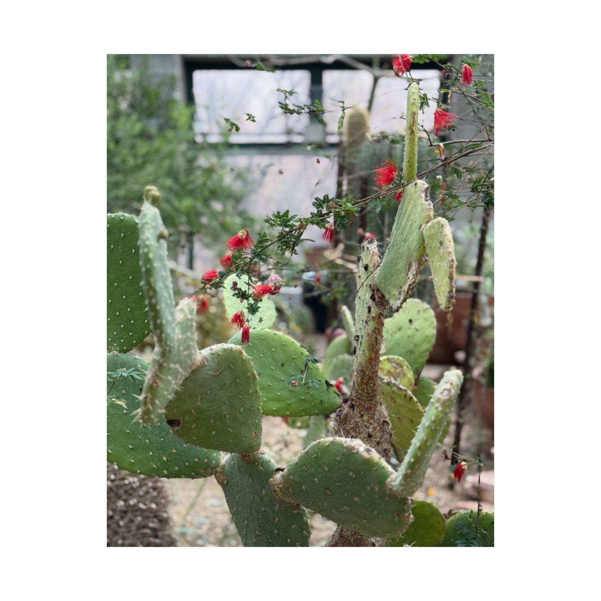 Cactus Vertical Wall Art, Boho Home Decor, Nature Print, Gift for Plant Lovers, Gallery Wall Decoration