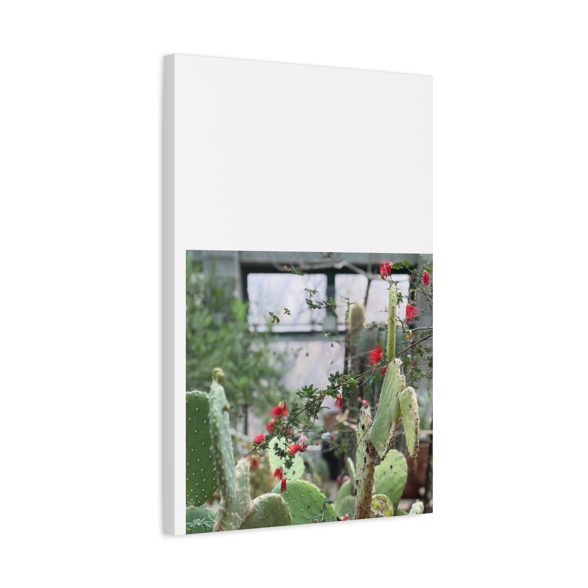 Cactus Wall Art Print, Nature Home Decor, Bohemian Style Artwork, Botanical Gift, Succulent Canvas