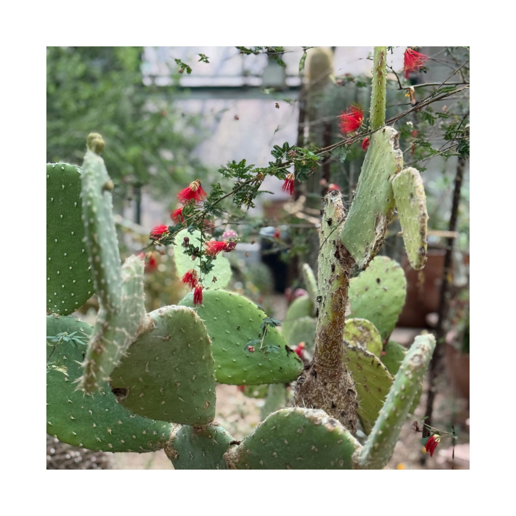 Cactus Vertical Wall Art, Boho Home Decor, Nature Print, Gift for Plant Lovers, Gallery Wall Decoration