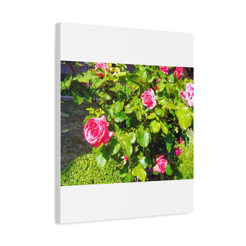 Floral Canvas Wall Art, Pink Rose Decor, Home Gallery Piece, Flower Photography, Garden Wall Decor, Floral Print