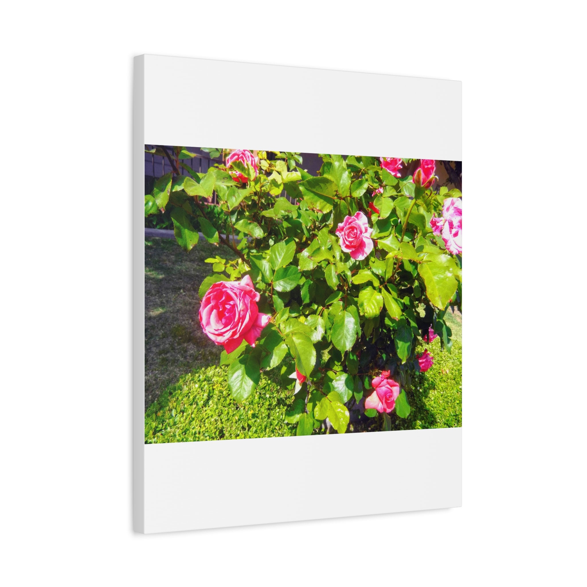 Floral Canvas Wall Art, Pink Rose Decor, Home Gallery Piece, Flower Photography, Garden Wall Decor, Floral Print