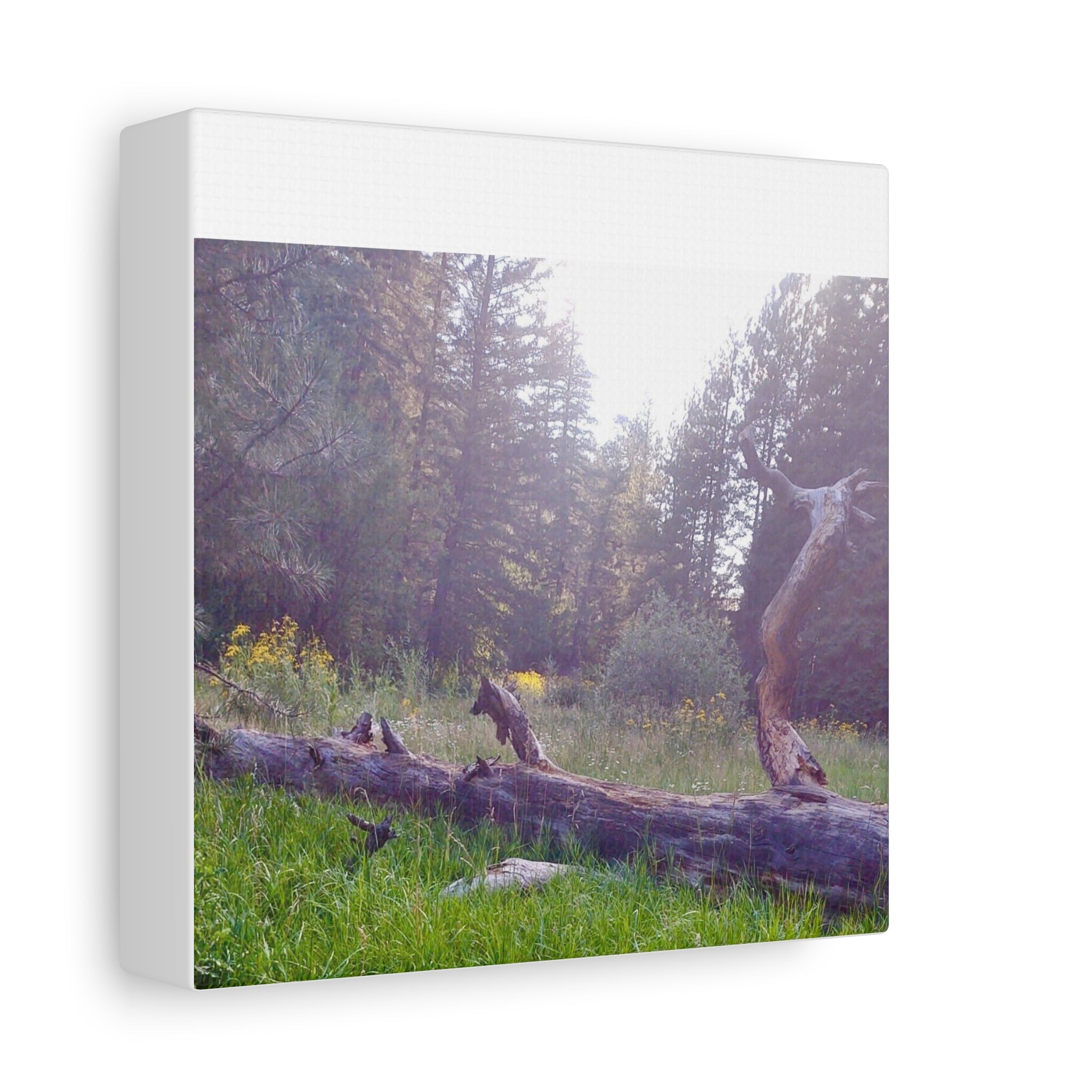 Matte Canvas Wall Art - Serene Nature Scene, Perfect for Home Decor, Gift for Nature Lovers, Office Wall Decoration, Rustic Art Print