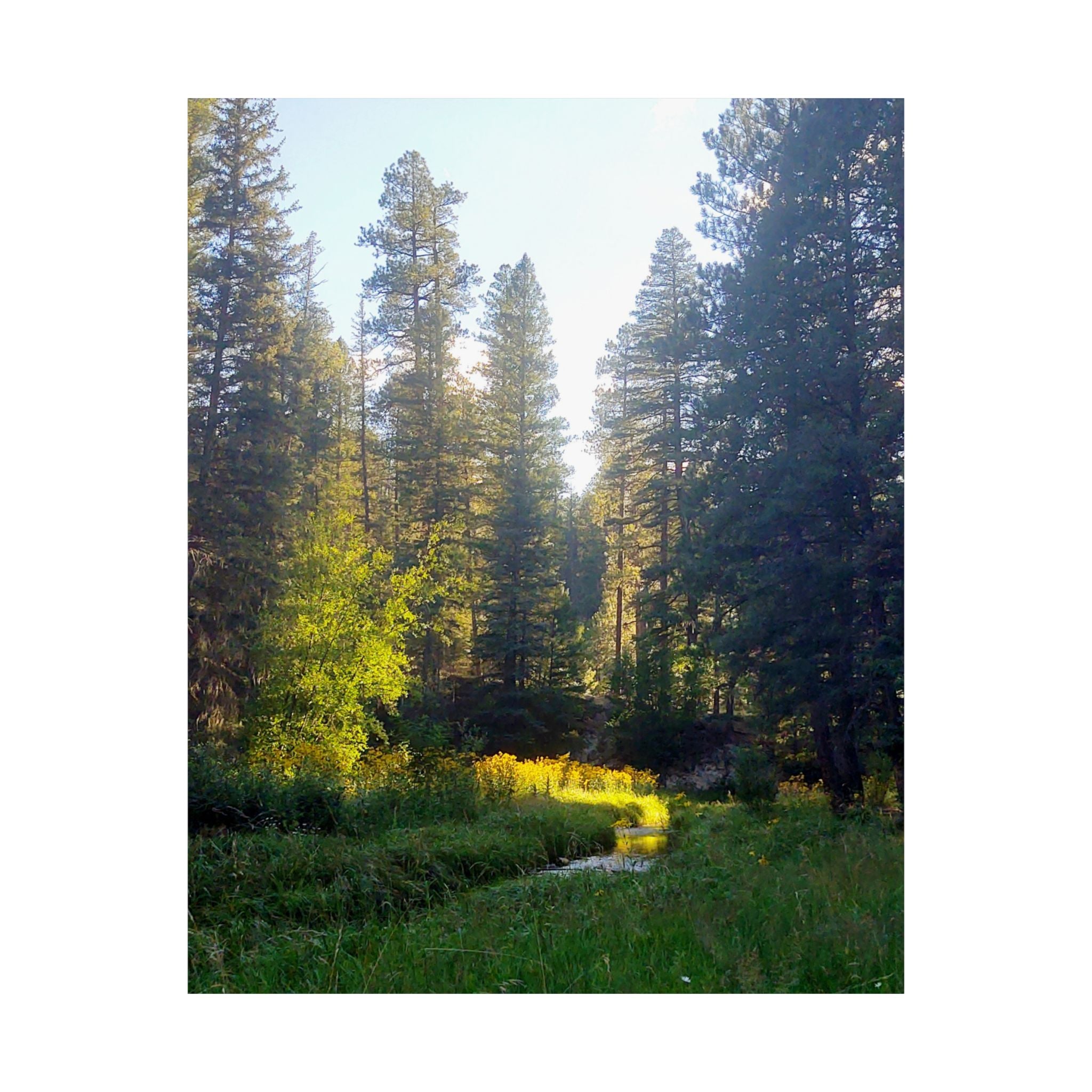 Serene Nature Poster, Wall Art Print, Forest Decor, Botanical Photography, Home Office Artwork