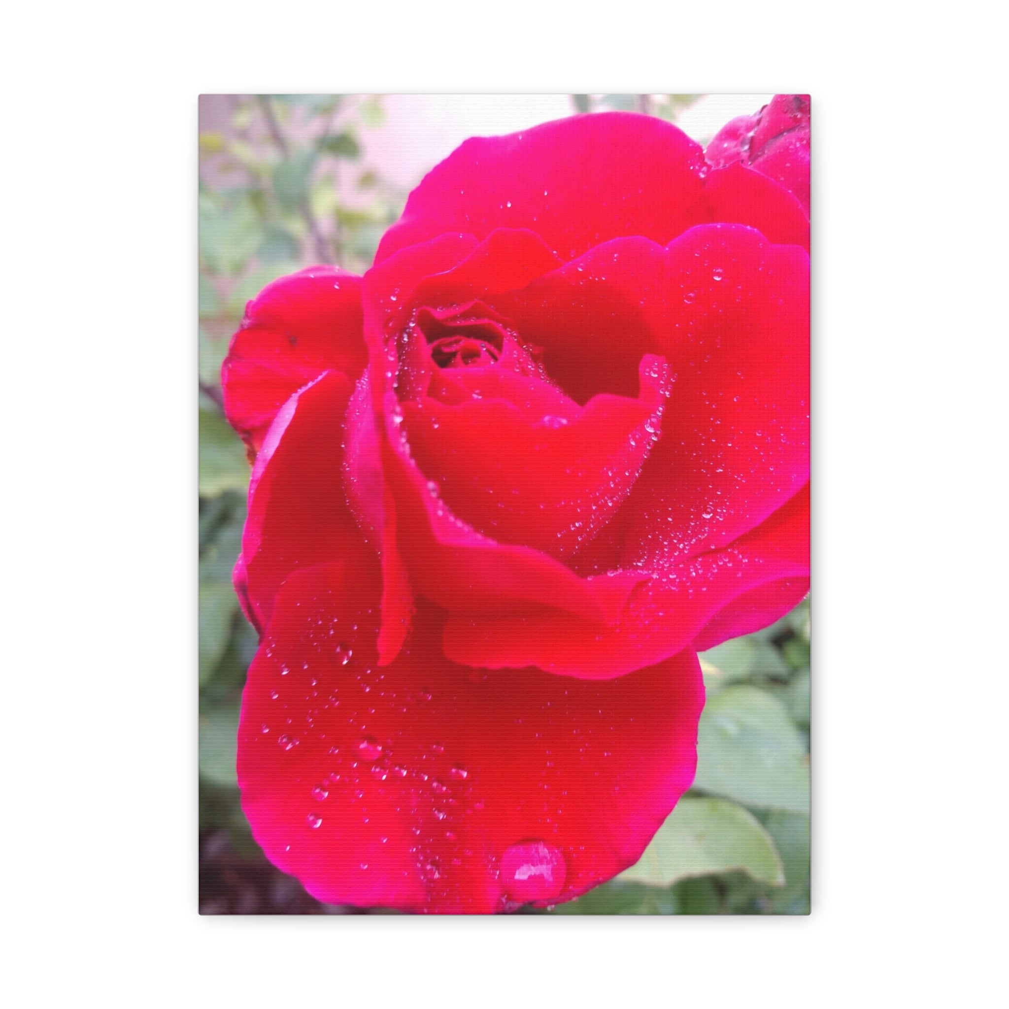 Stunning Floral Canvas Print, Home Decor, Wall Art, Gift for Flower Lovers, Red Rose Art, Mother's Day Gift