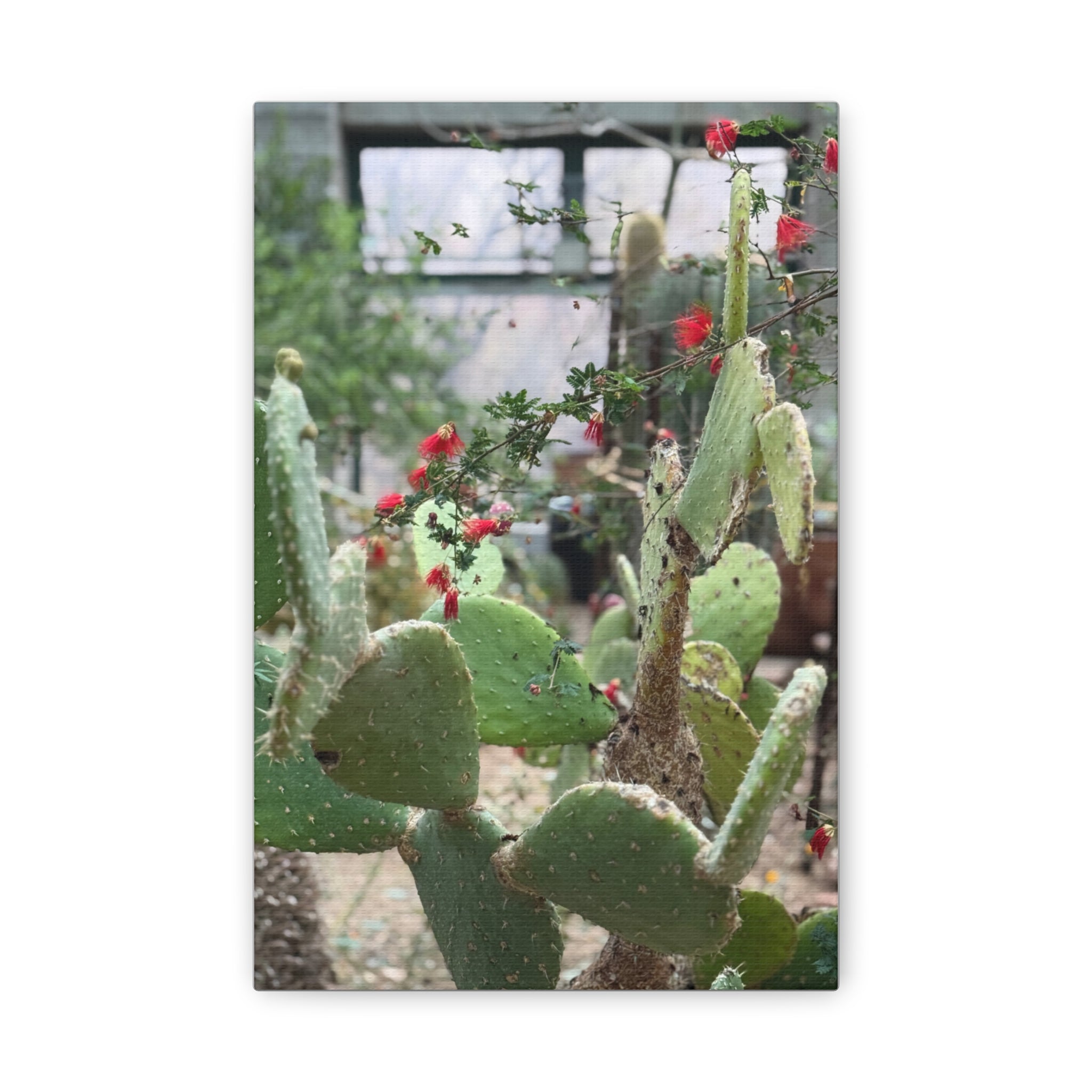 Cactus Artwork Print, Botanical Wall Decor, Succulent Canvas, Nature Lover Gift, Home Decoration