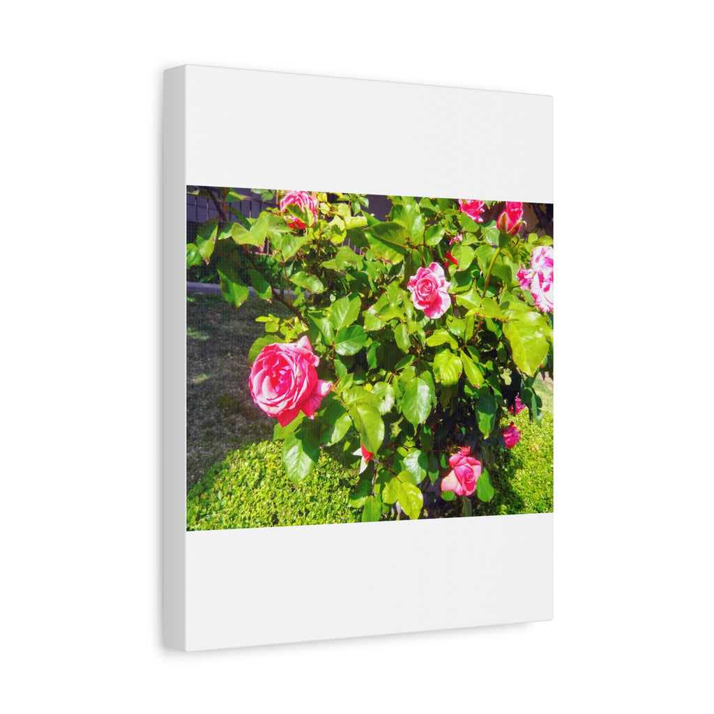 Floral Canvas Wall Art, Pink Rose Decor, Home Gallery Piece, Flower Photography, Garden Wall Decor, Floral Print