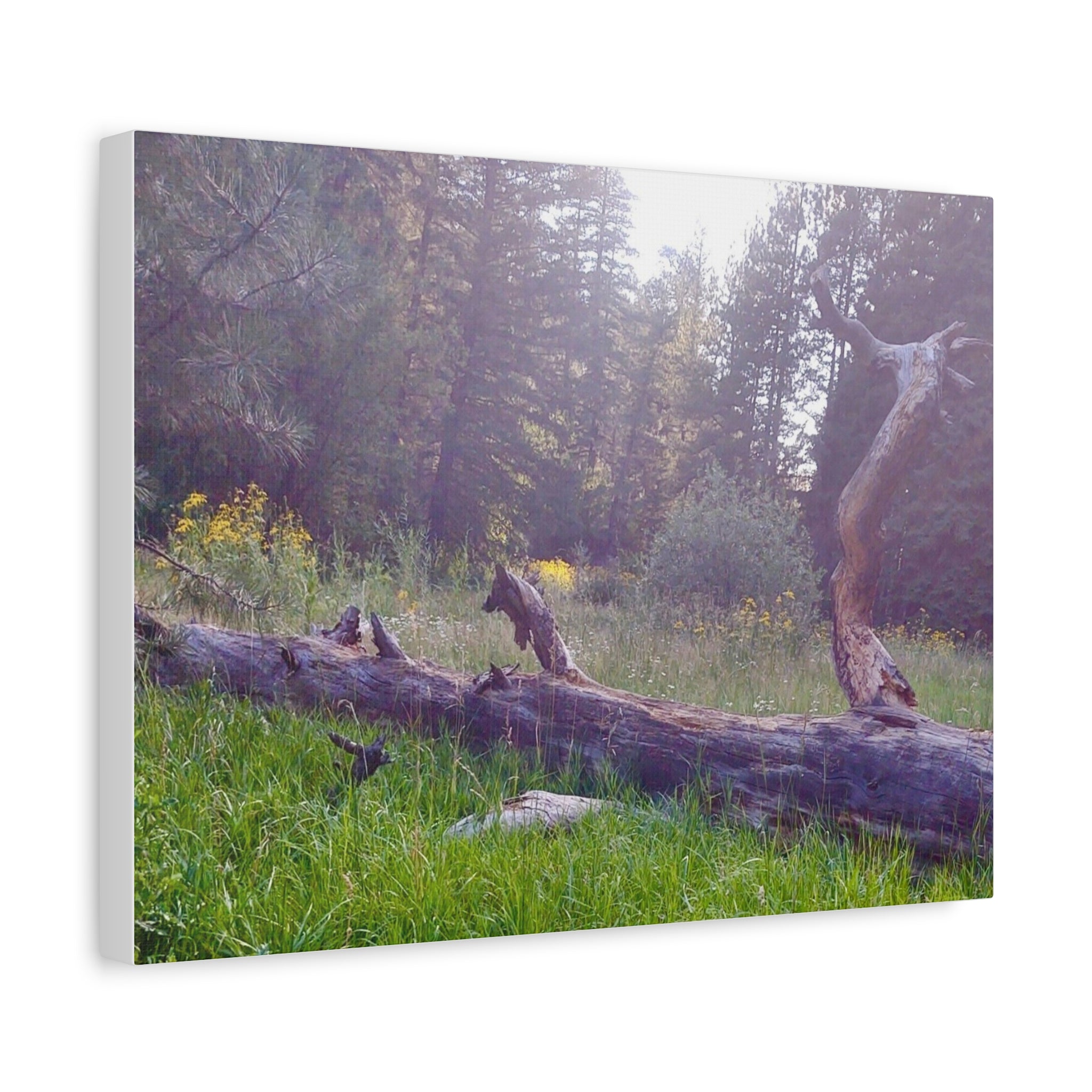 Matte Canvas Wall Art - Serene Nature Scene, Perfect for Home Decor, Gift for Nature Lovers, Office Wall Decoration, Rustic Art Print