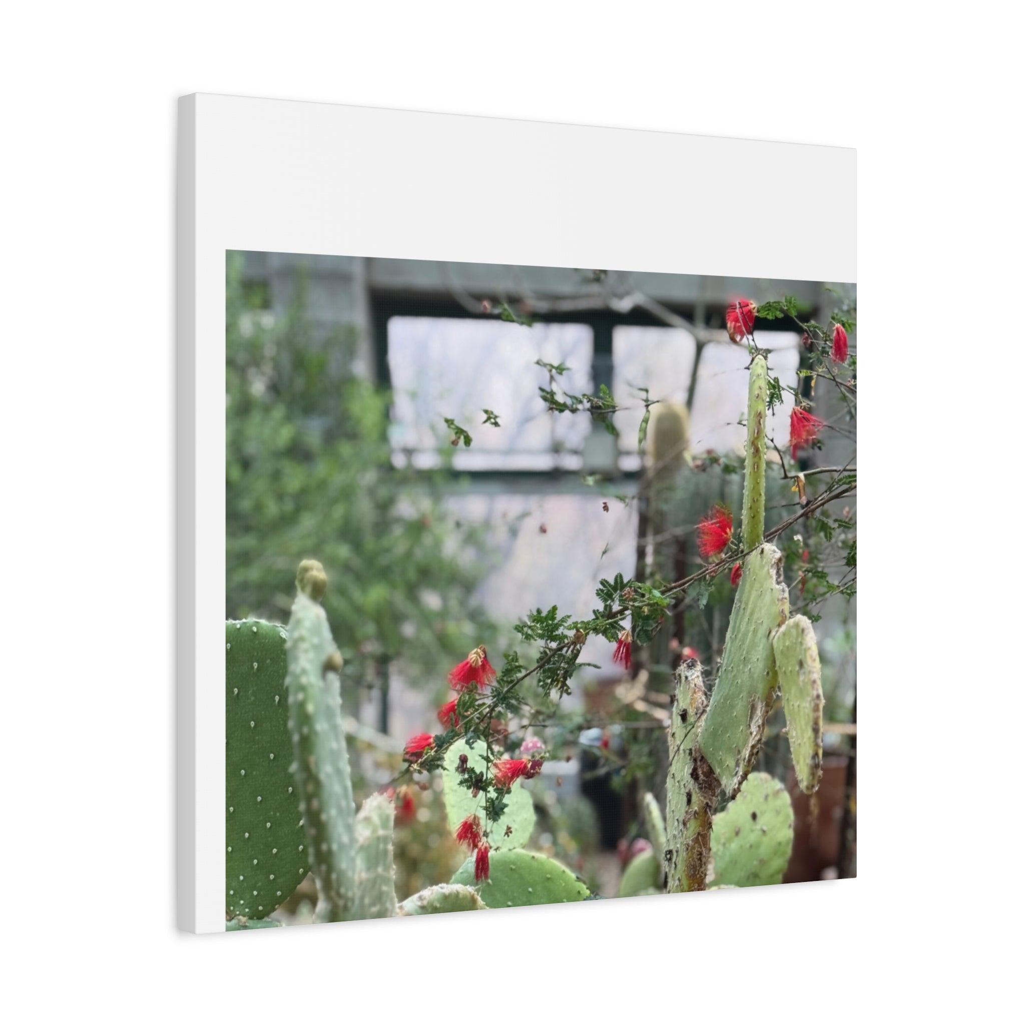 Cactus Wall Art Print, Nature Home Decor, Bohemian Style Artwork, Botanical Gift, Succulent Canvas