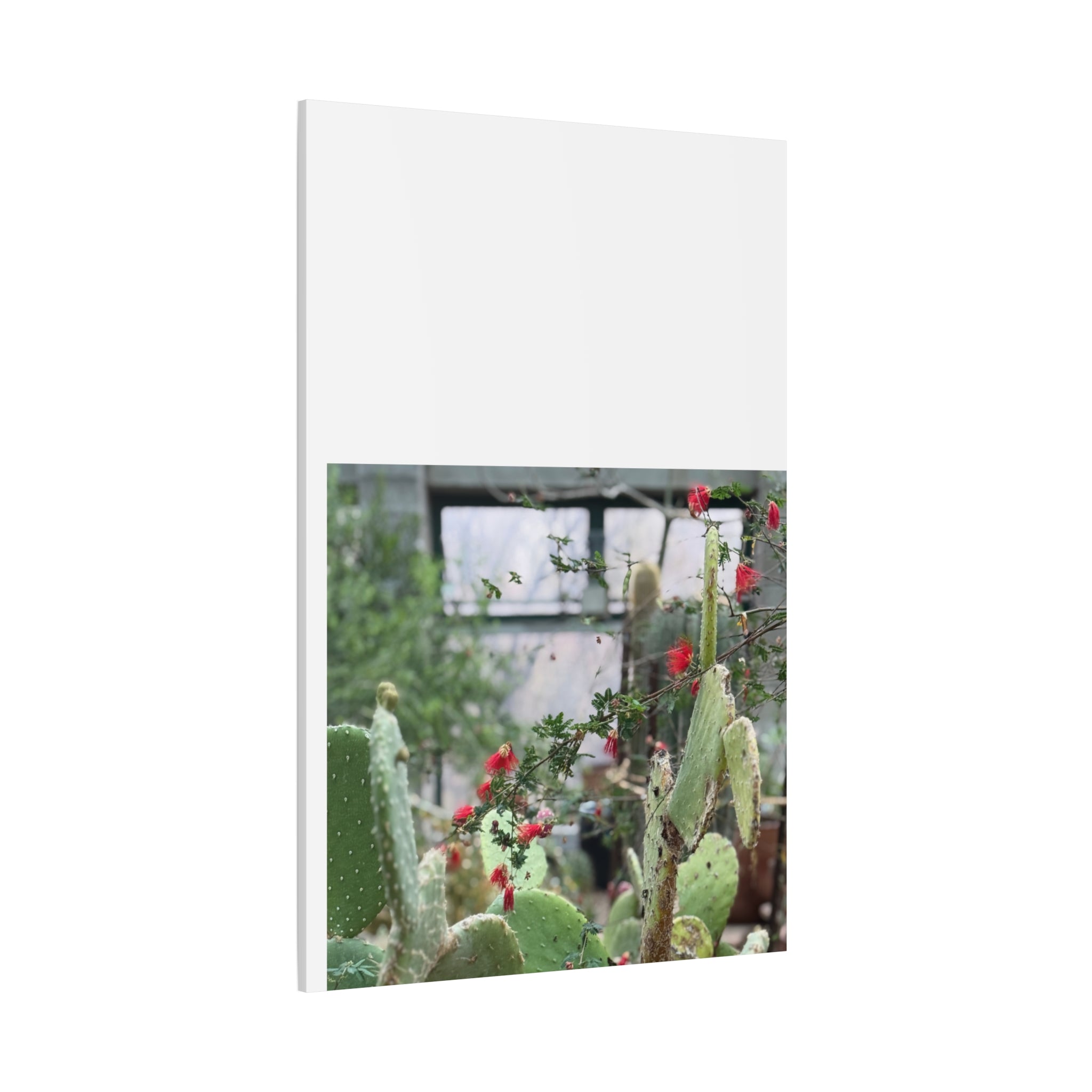 Cactus Wall Art Print, Nature Home Decor, Bohemian Style Artwork, Botanical Gift, Succulent Canvas