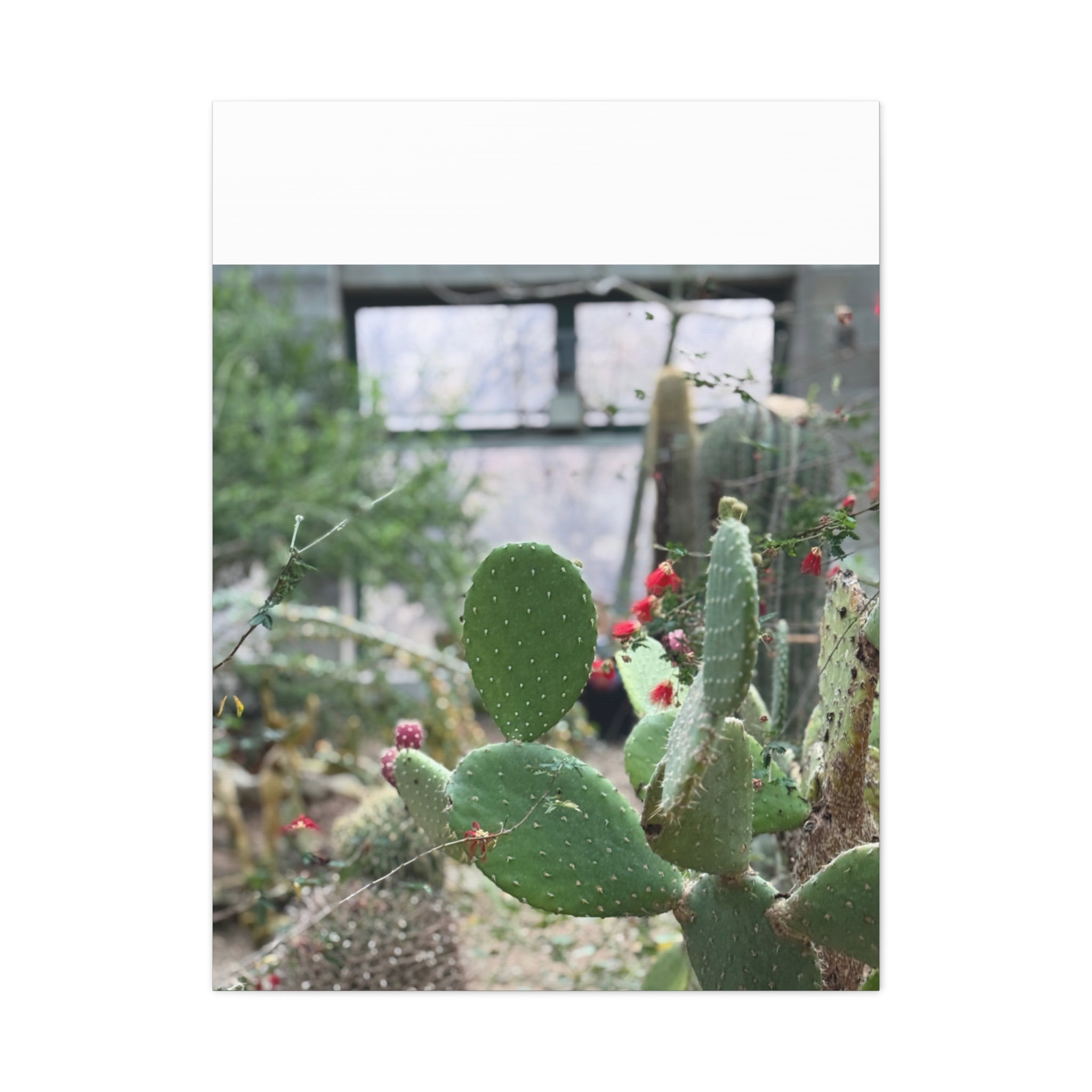 Cactus Matte Canvas Wall Art, Nature Decor, Southwestern Room Design, Green Plant Prints, Home and Office Wall Decor