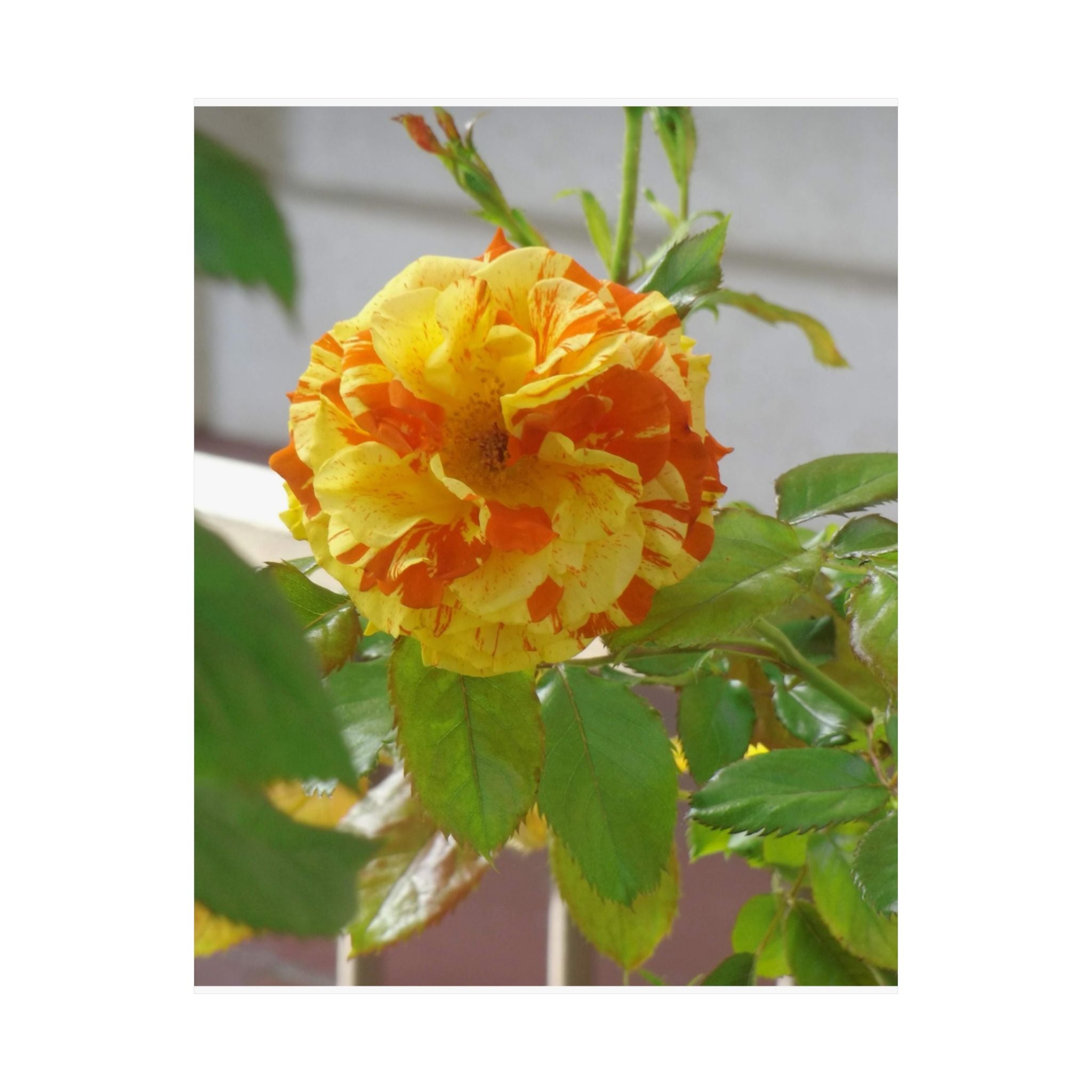 Vibrant Floral Wall Art, Matte Vertical Posters, Home Decor, Flower Illustration, Gift for Nature Lovers, Modern Art Prints, Colorful [...]