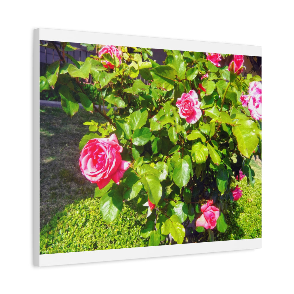 Floral Canvas Wall Art, Pink Rose Decor, Home Gallery Piece, Flower Photography, Garden Wall Decor, Floral Print
