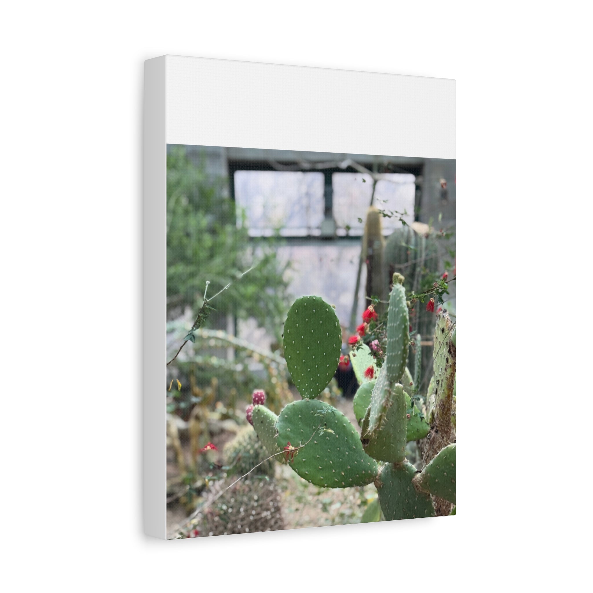 Cactus Matte Canvas Wall Art, Nature Decor, Southwestern Room Design, Green Plant Prints, Home and Office Wall Decor