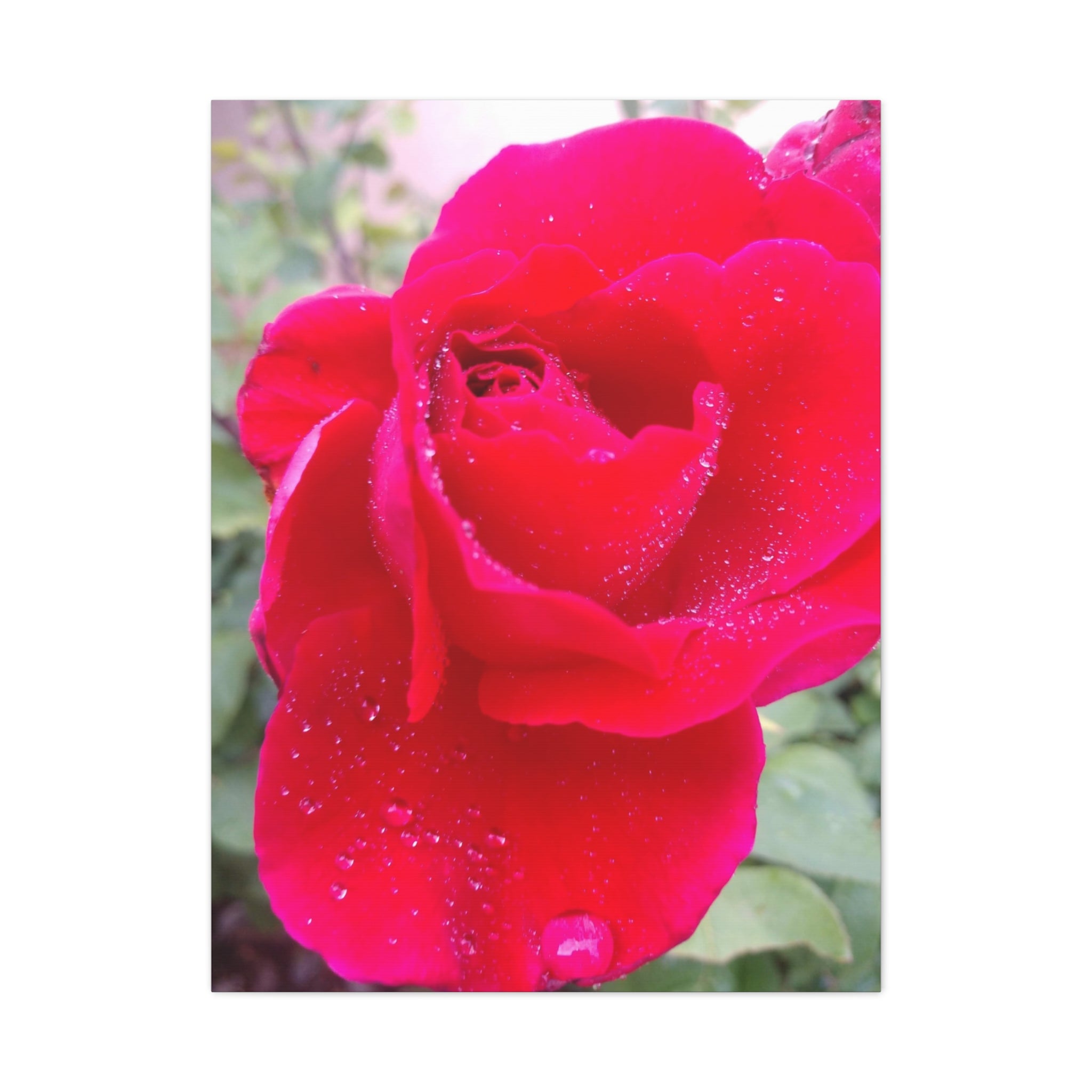 Stunning Floral Canvas Print, Home Decor, Wall Art, Gift for Flower Lovers, Red Rose Art, Mother's Day Gift