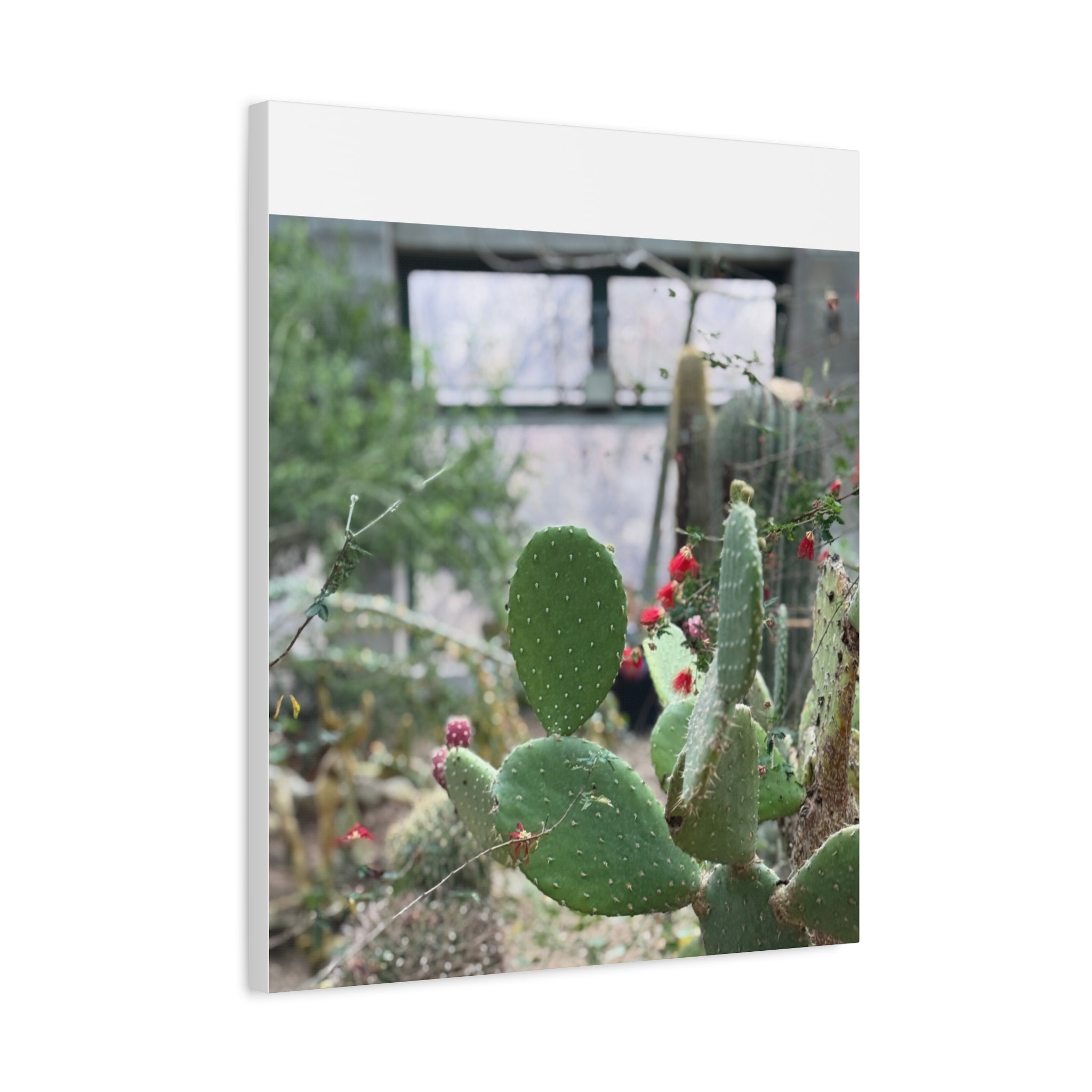 Cactus Matte Canvas Wall Art, Nature Decor, Southwestern Room Design, Green Plant Prints, Home and Office Wall Decor
