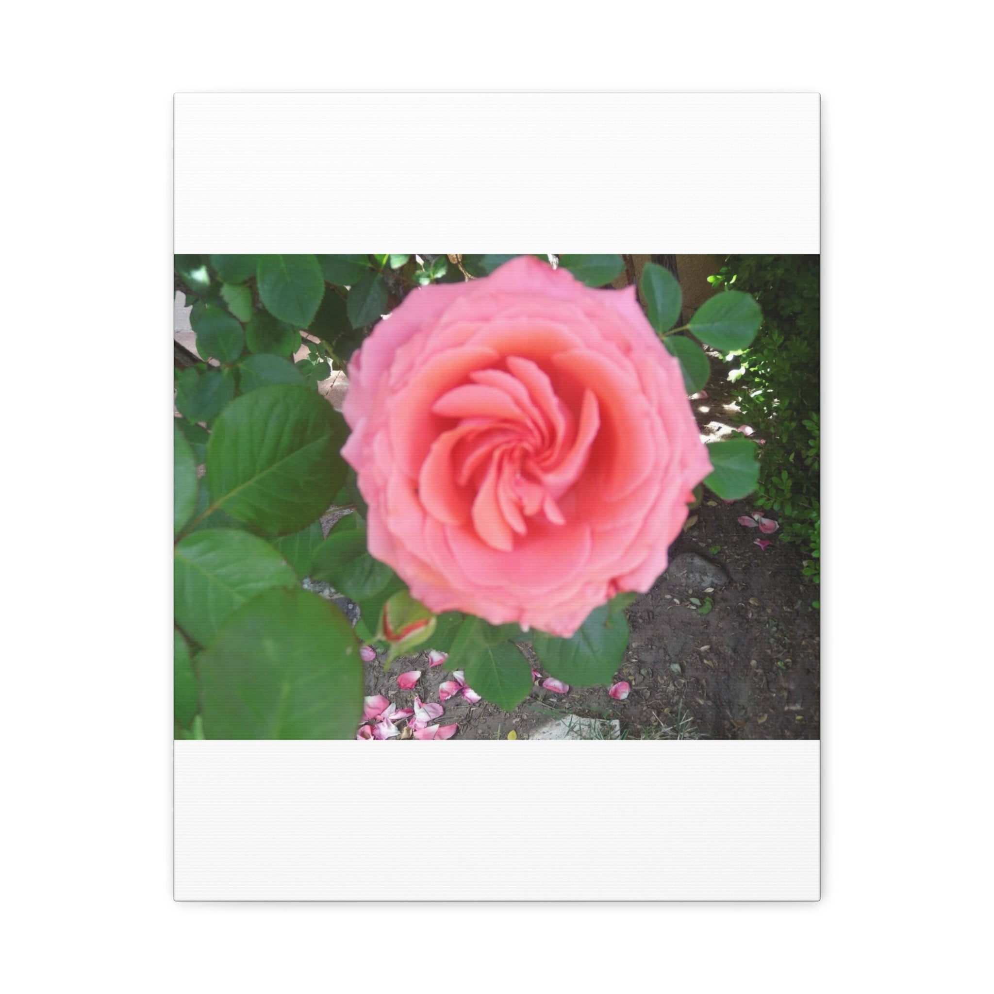 Pink Rose Canvas Wall Art, Floral Decor for Home, Perfect Gift for Nature Lovers, Elegant Wall Hanging, Mother's Day Decoration