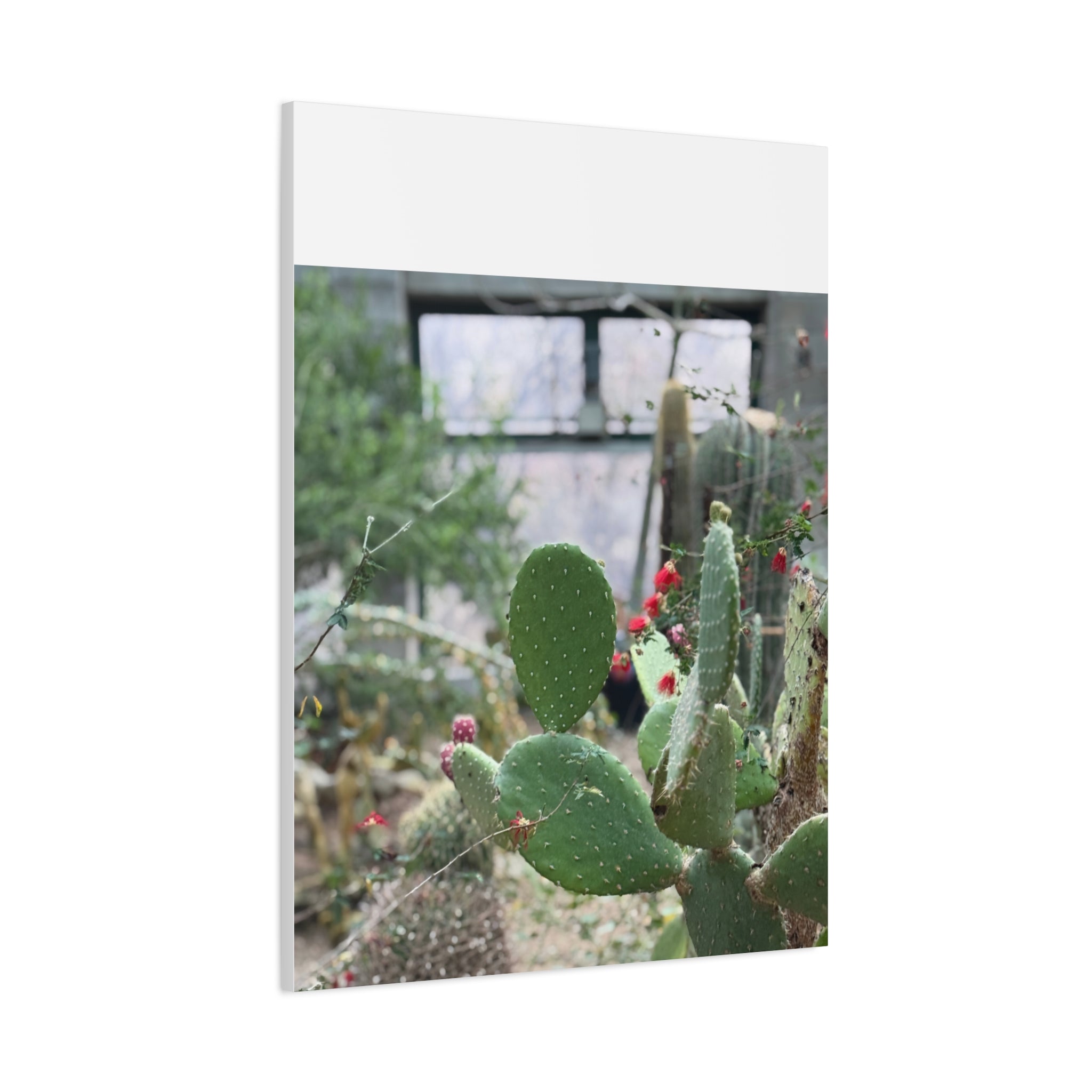 Cactus Matte Canvas Wall Art, Nature Decor, Southwestern Room Design, Green Plant Prints, Home and Office Wall Decor