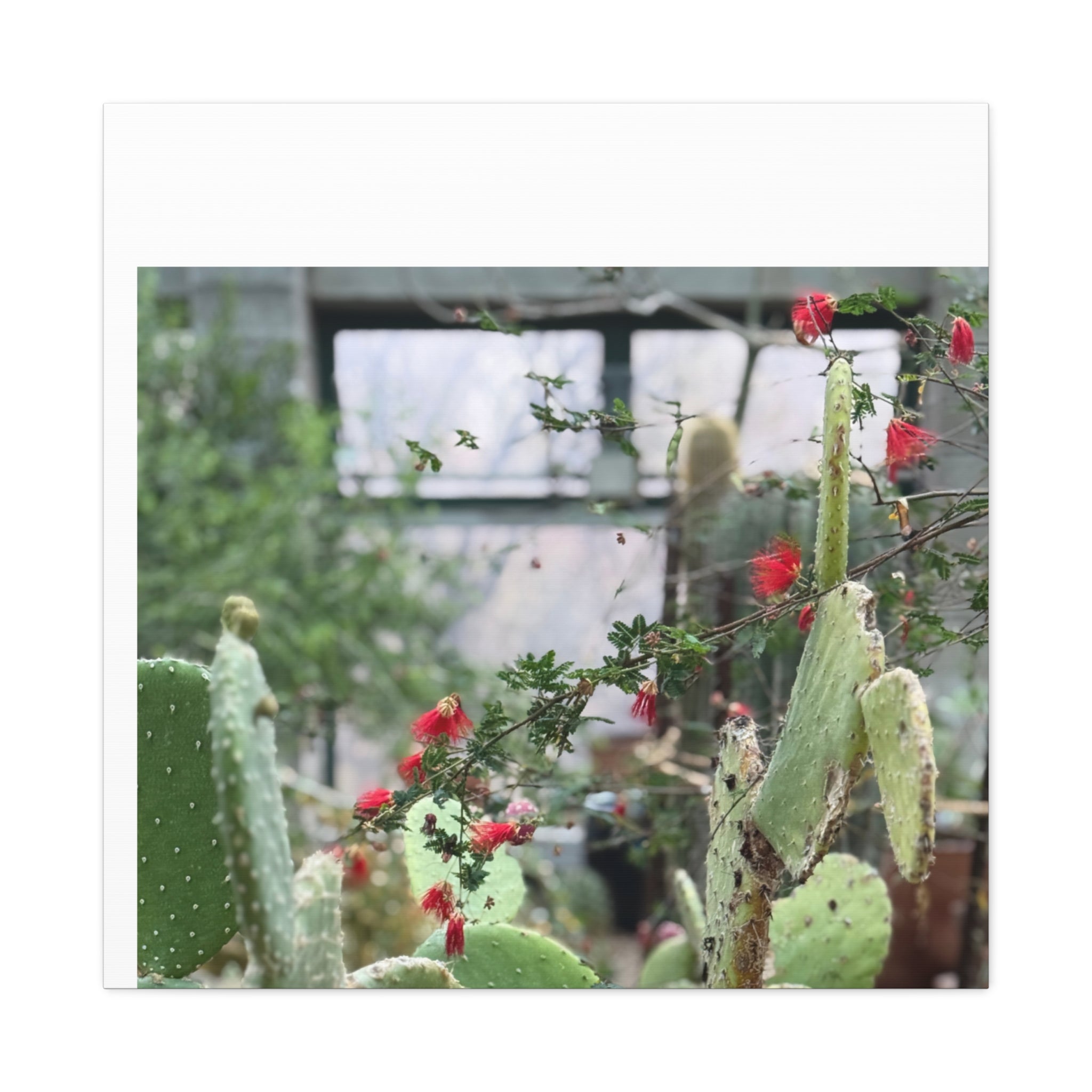 Cactus Wall Art Print, Nature Home Decor, Bohemian Style Artwork, Botanical Gift, Succulent Canvas