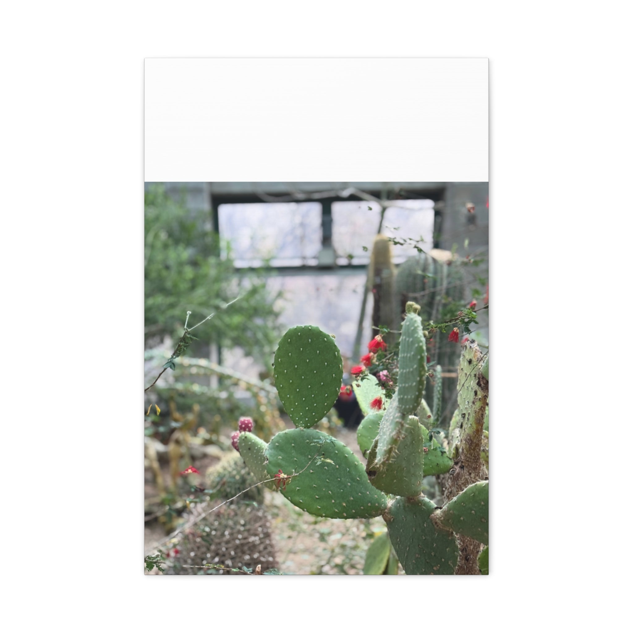 Cactus Matte Canvas Wall Art, Nature Decor, Southwestern Room Design, Green Plant Prints, Home and Office Wall Decor