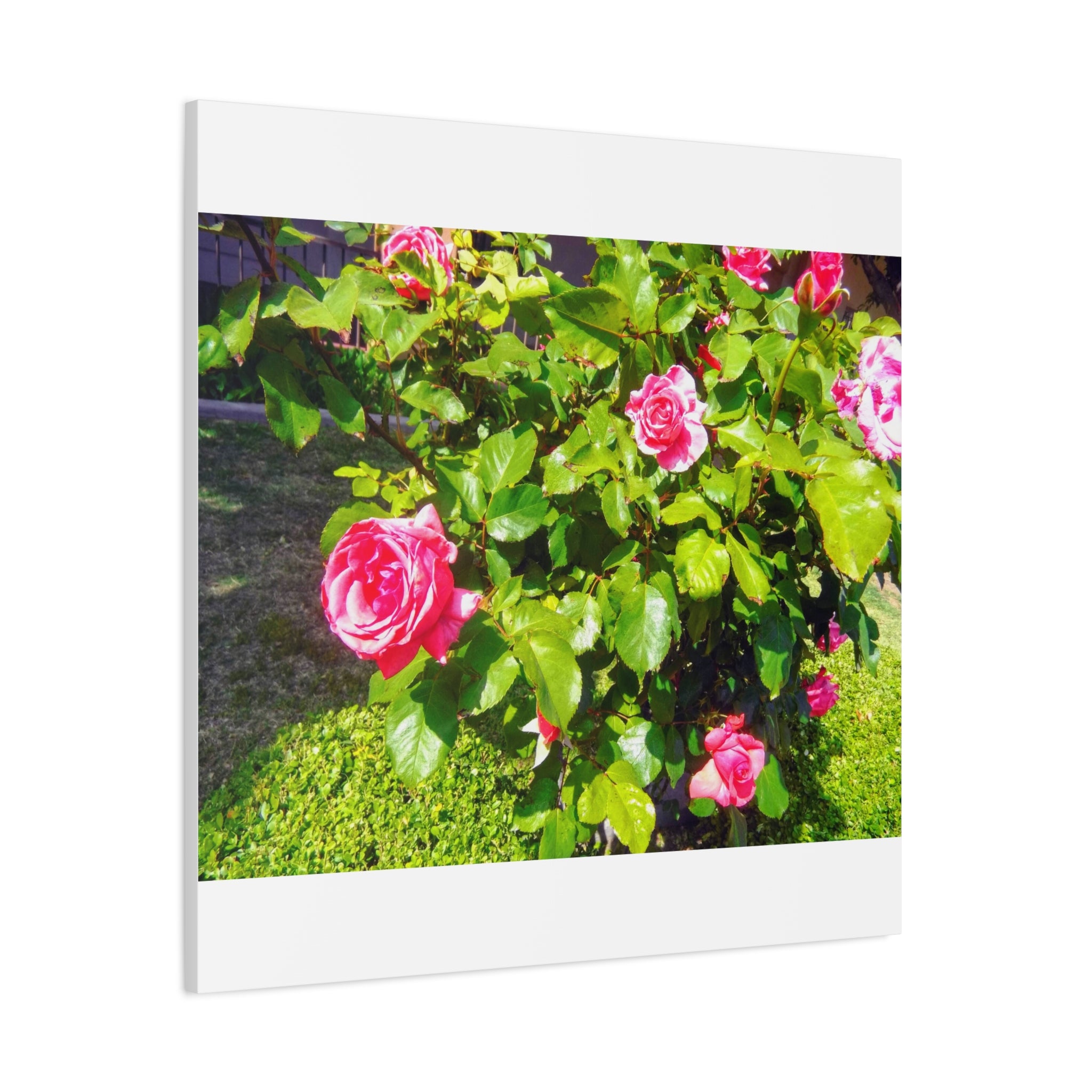 Floral Canvas Wall Art, Pink Rose Decor, Home Gallery Piece, Flower Photography, Garden Wall Decor, Floral Print