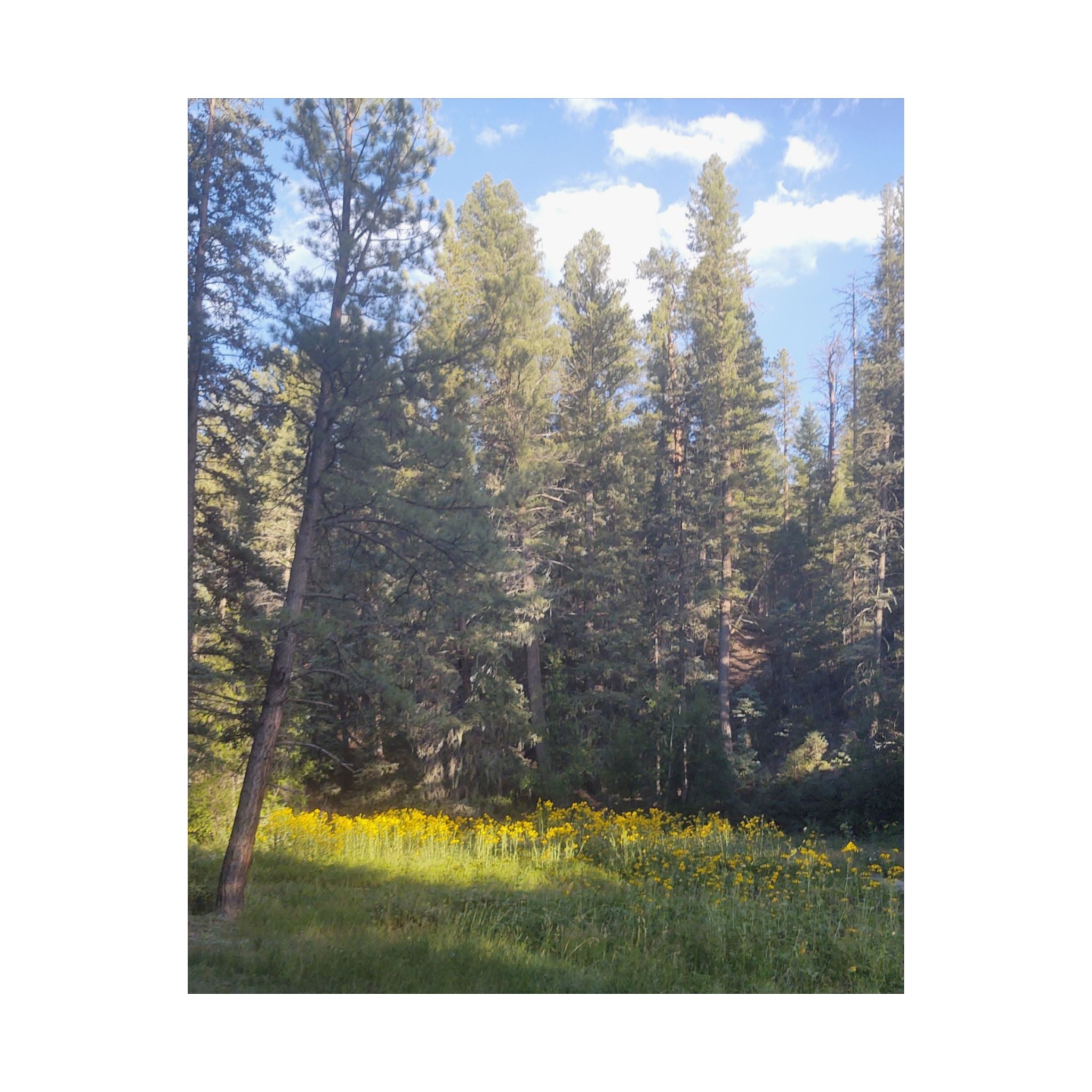 Nature-Inspired Matte Vertical Posters, Wall Artwork, Home Decor, Forest Prints, Boho Wall Art, Gift for Nature Lovers