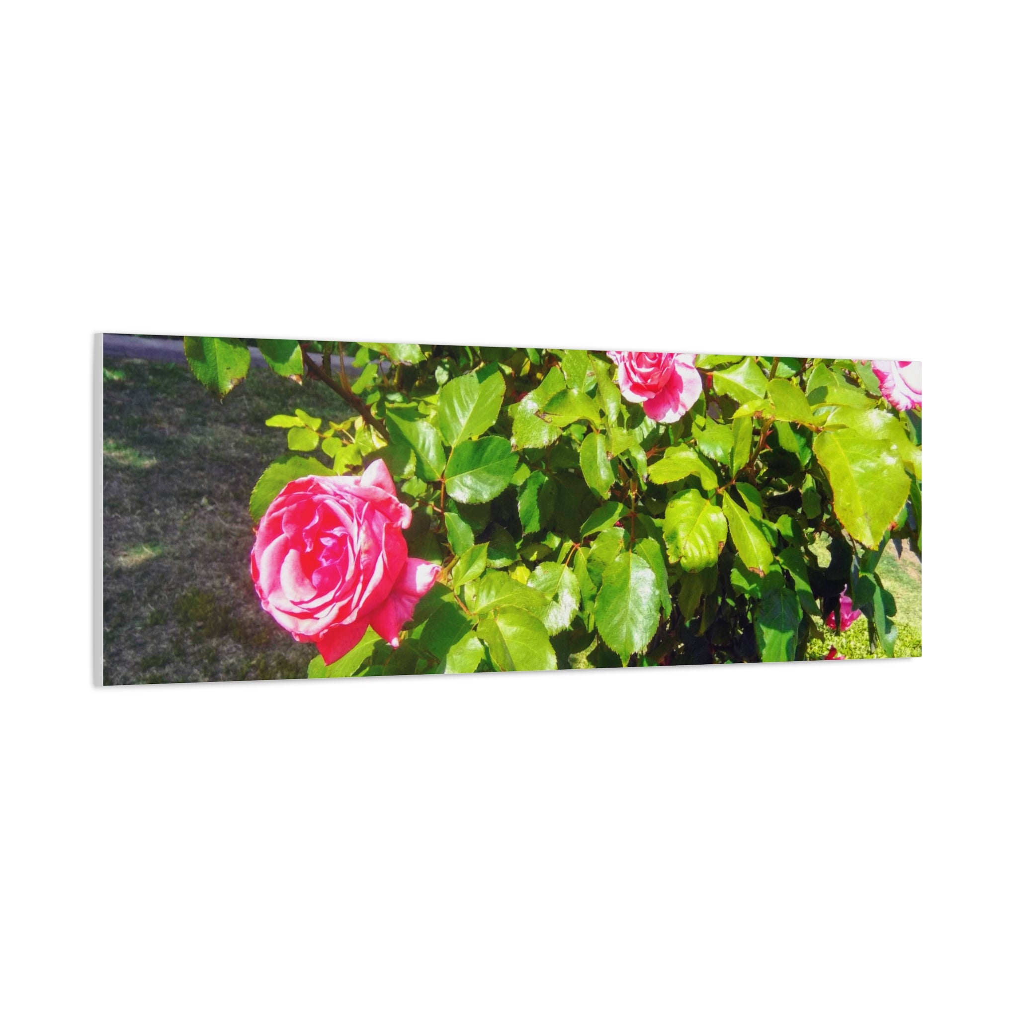 Floral Canvas Wall Art, Pink Rose Decor, Home Gallery Piece, Flower Photography, Garden Wall Decor, Floral Print