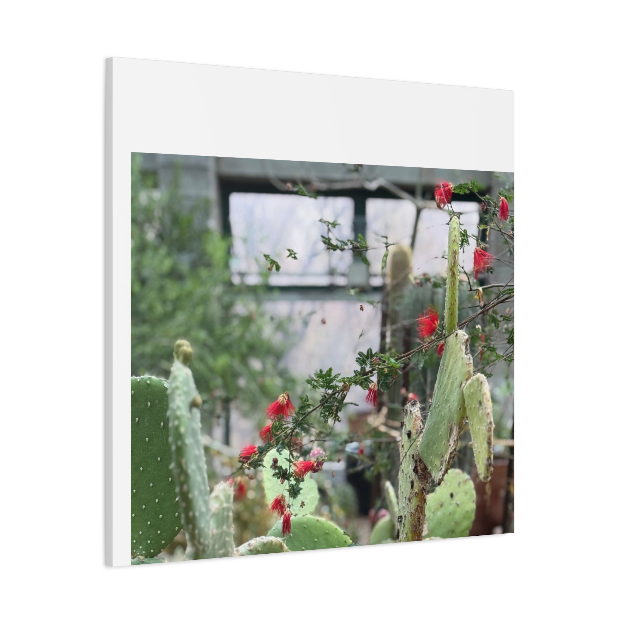 Cactus Wall Art Print, Nature Home Decor, Bohemian Style Artwork, Botanical Gift, Succulent Canvas