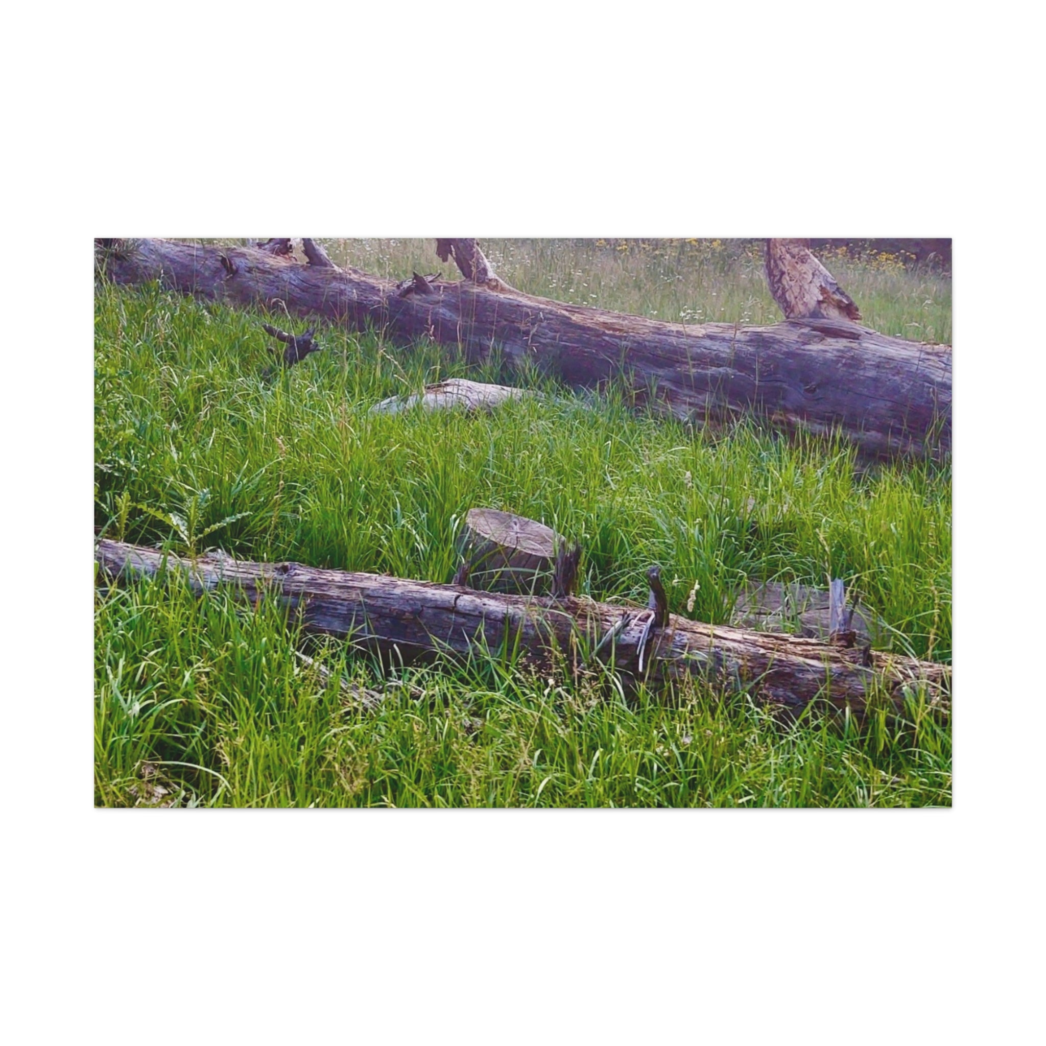 Classic Canvas Wall Art - Nature Decor, Outdoor Wall Hanging, Home Aesthetic, Gift for Nature Lovers, Rustic Cabin Decor