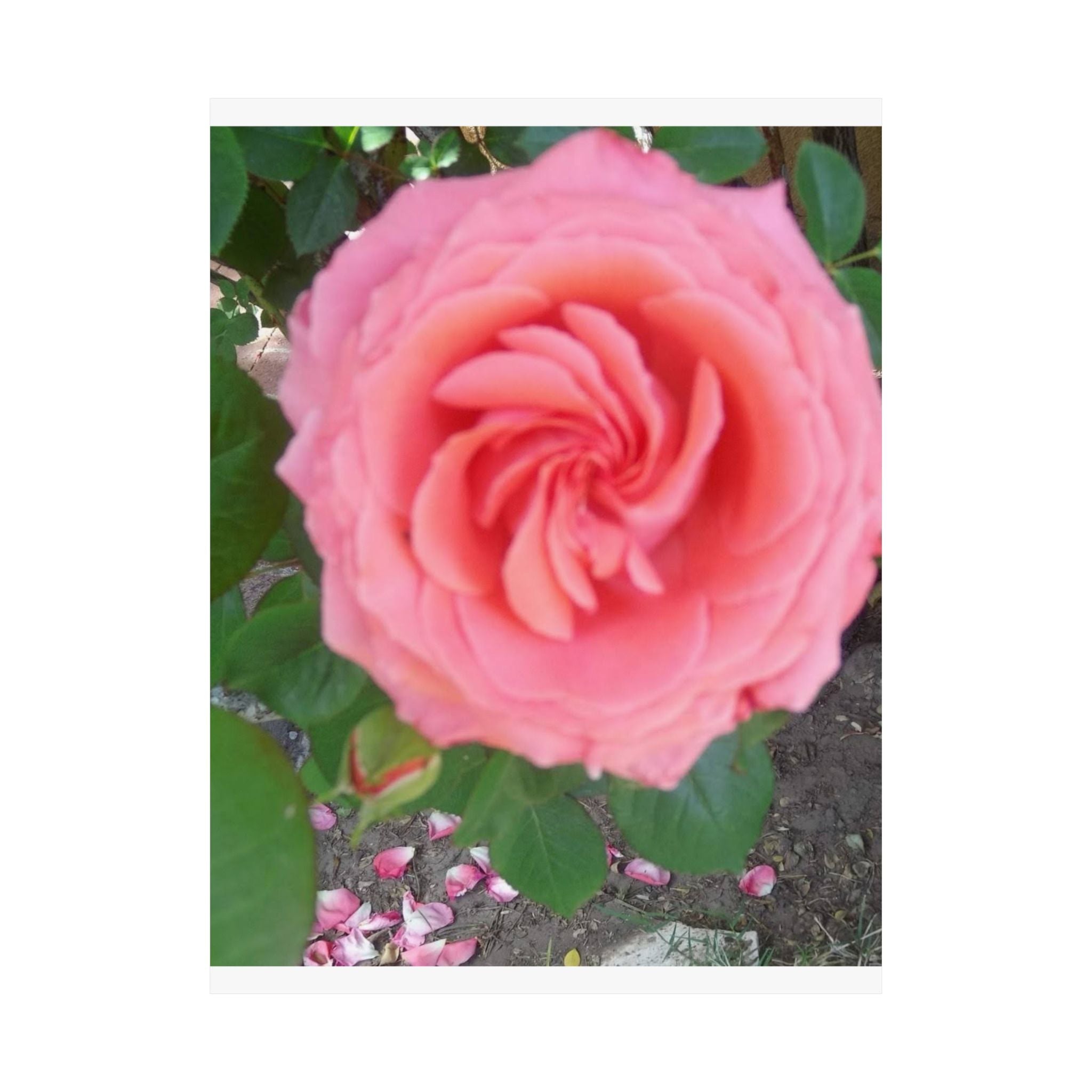 Beautiful Pink Rose Vertical Poster – Floral Wall Art, Home Decor, Gift for Her, Botanical Print, Mother's Day Decoration