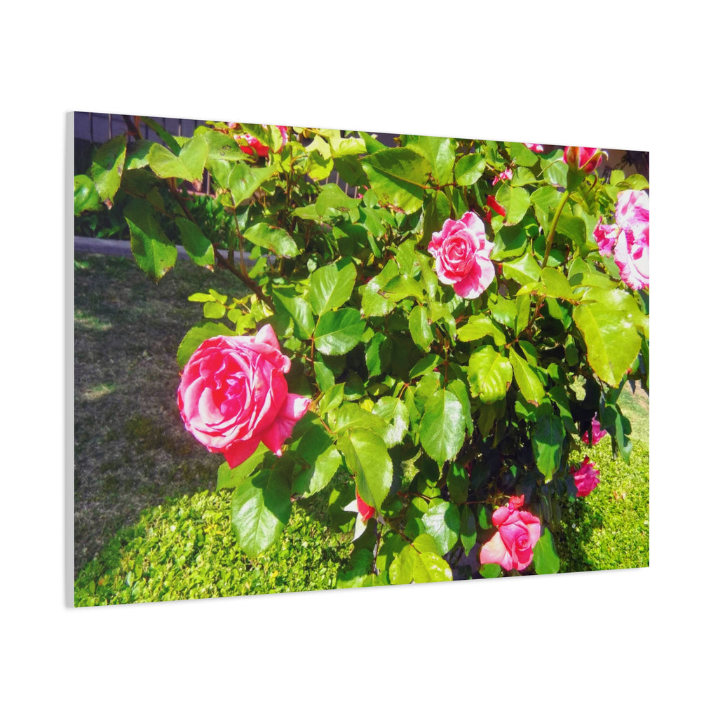 Floral Canvas Wall Art, Pink Rose Decor, Home Gallery Piece, Flower Photography, Garden Wall Decor, Floral Print