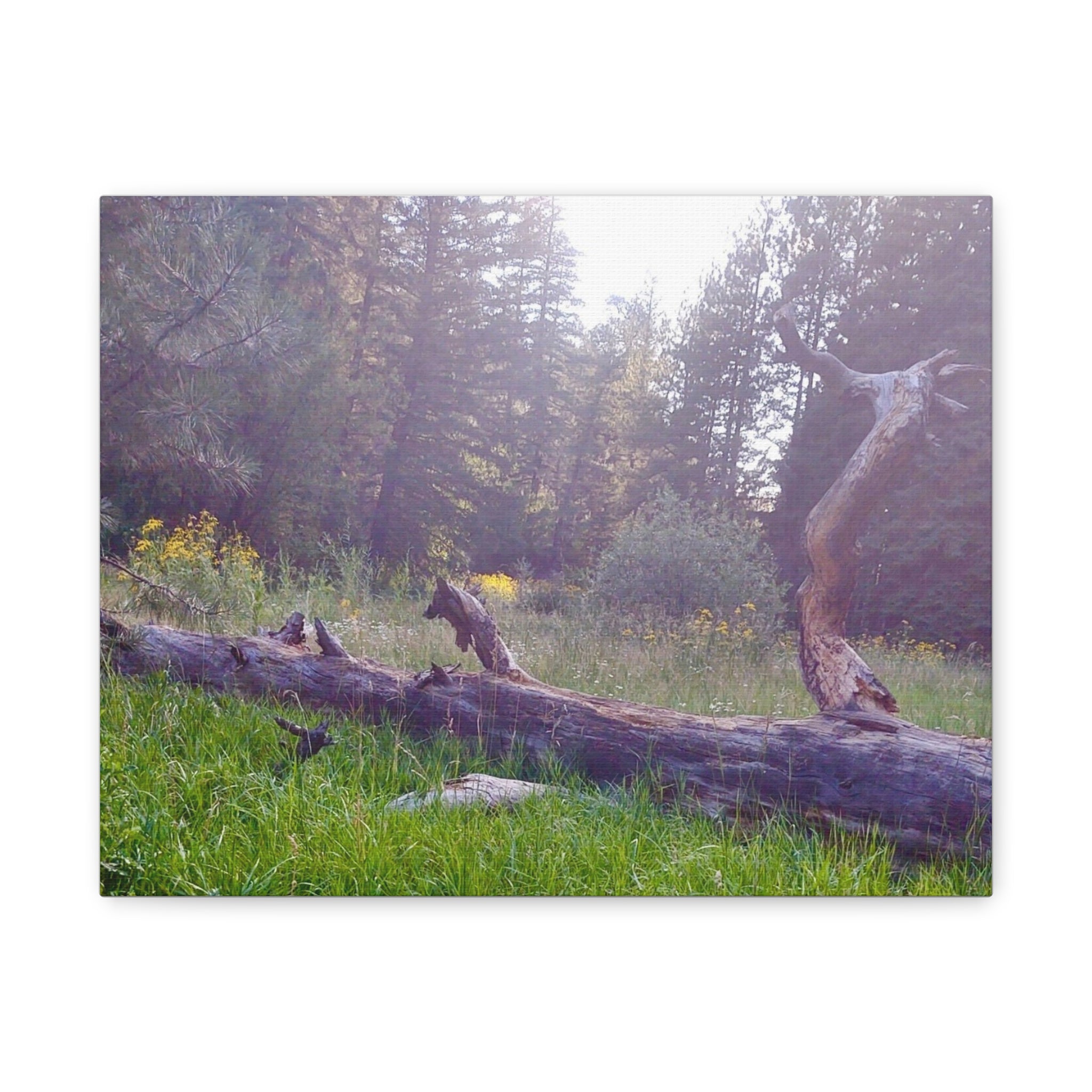 Matte Canvas Wall Art - Serene Nature Scene, Perfect for Home Decor, Gift for Nature Lovers, Office Wall Decoration, Rustic Art Print